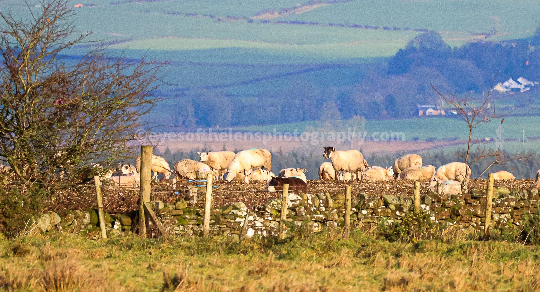Sheep n landscape WM.jpg