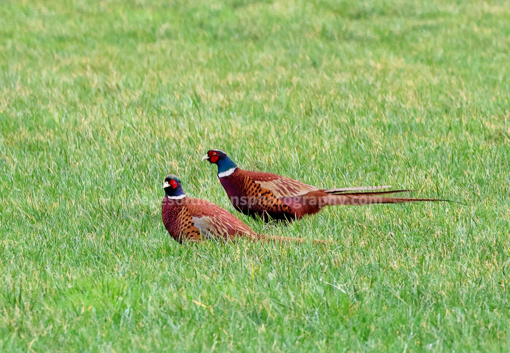 PHEASANTS WM.jpg