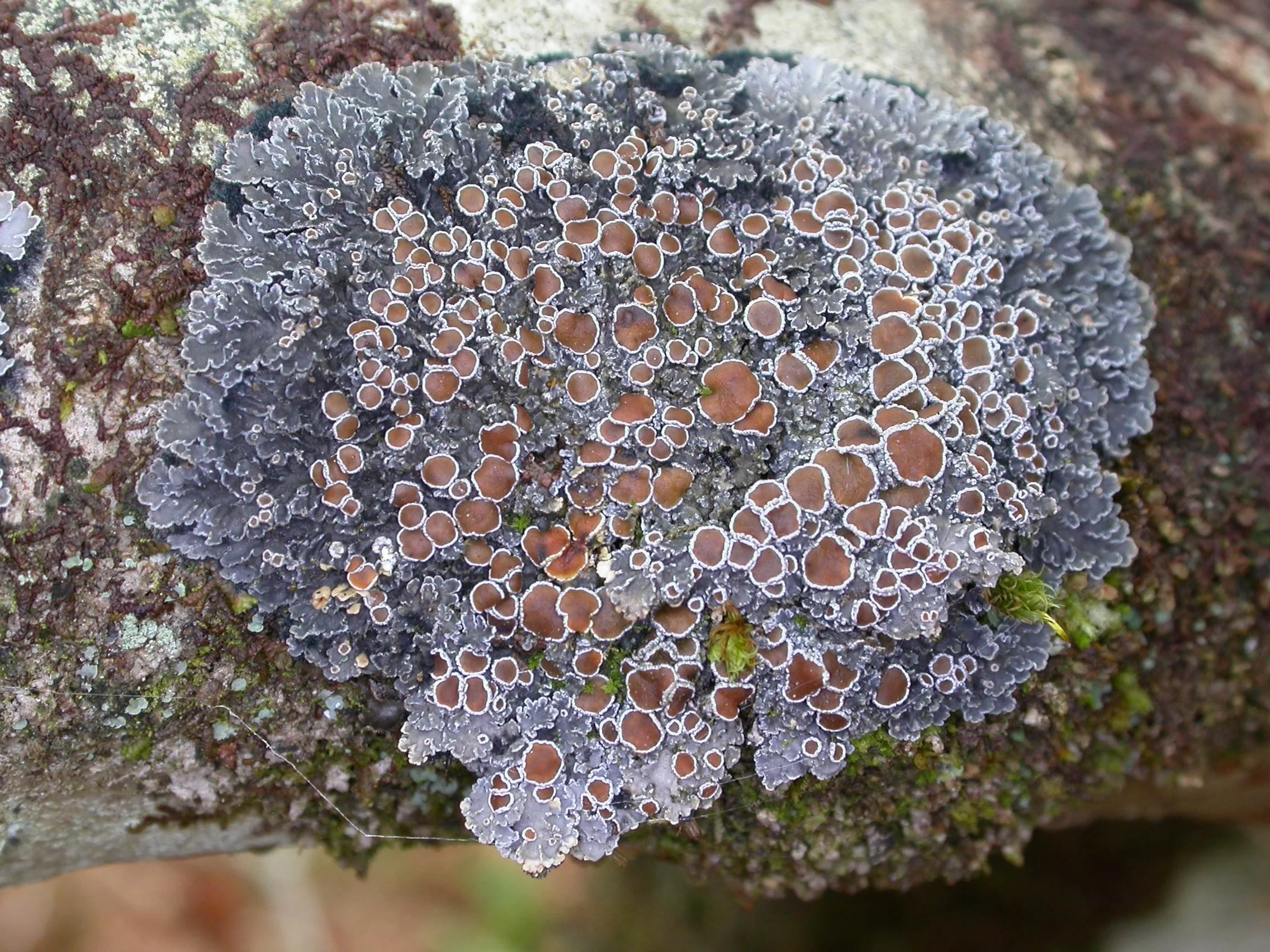 Lichen Workshop