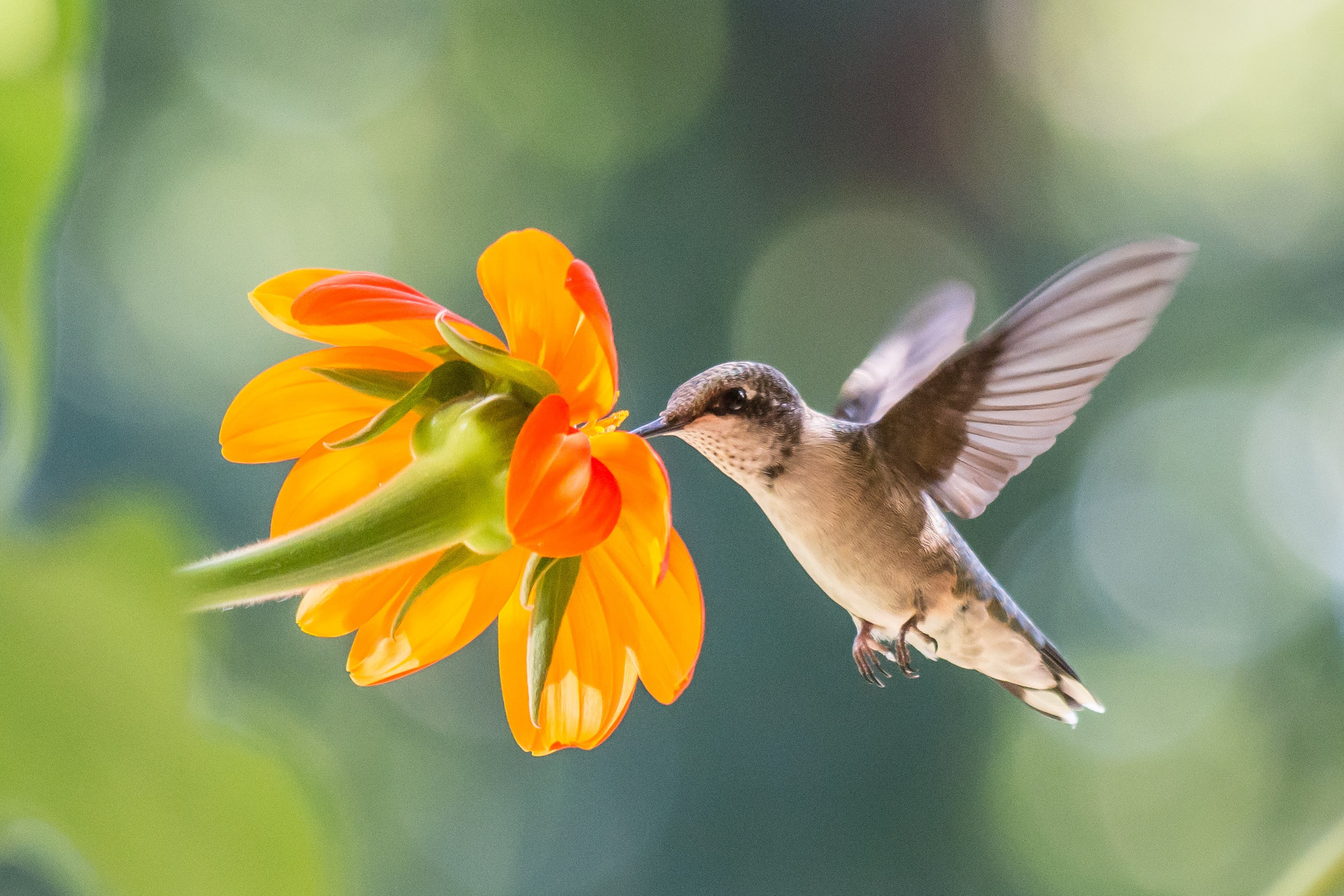 Nervous System Sweet Talk: The Language of Belonging
