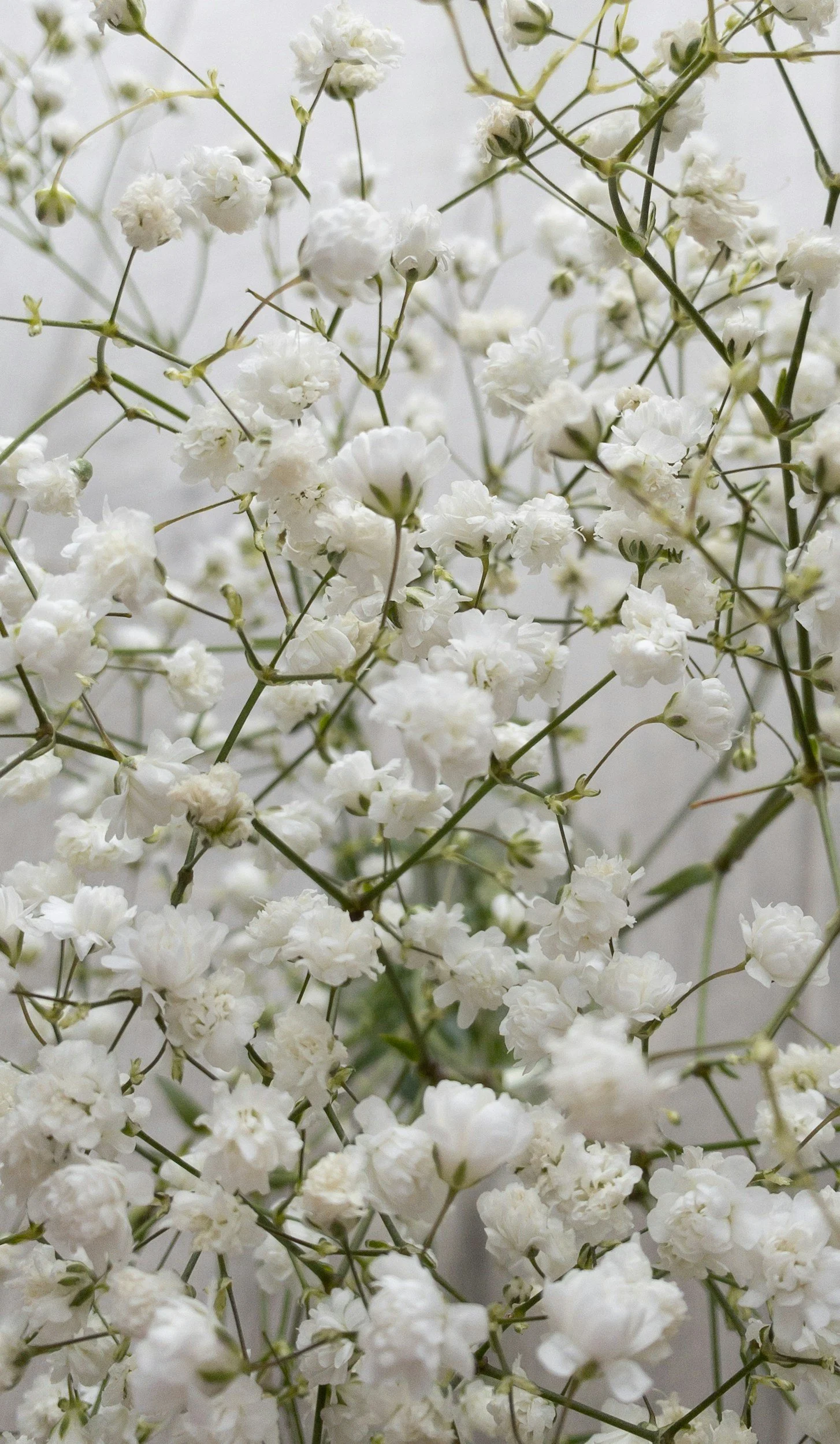 Baby's Breath Workbee