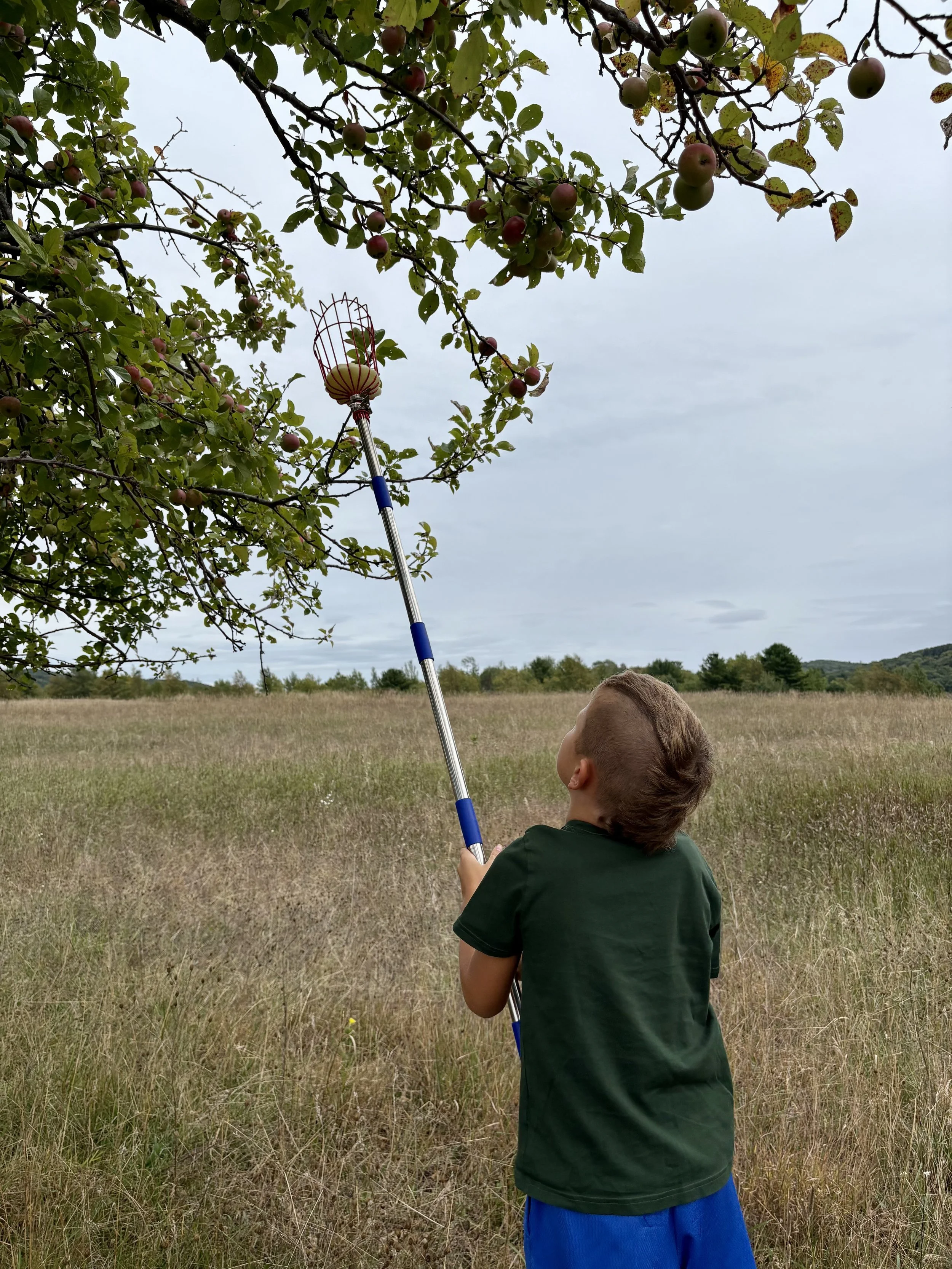 apple_picking_2.jpg