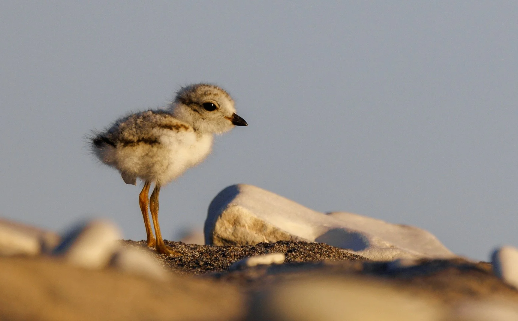 A Promising Year for the Piping Plovers