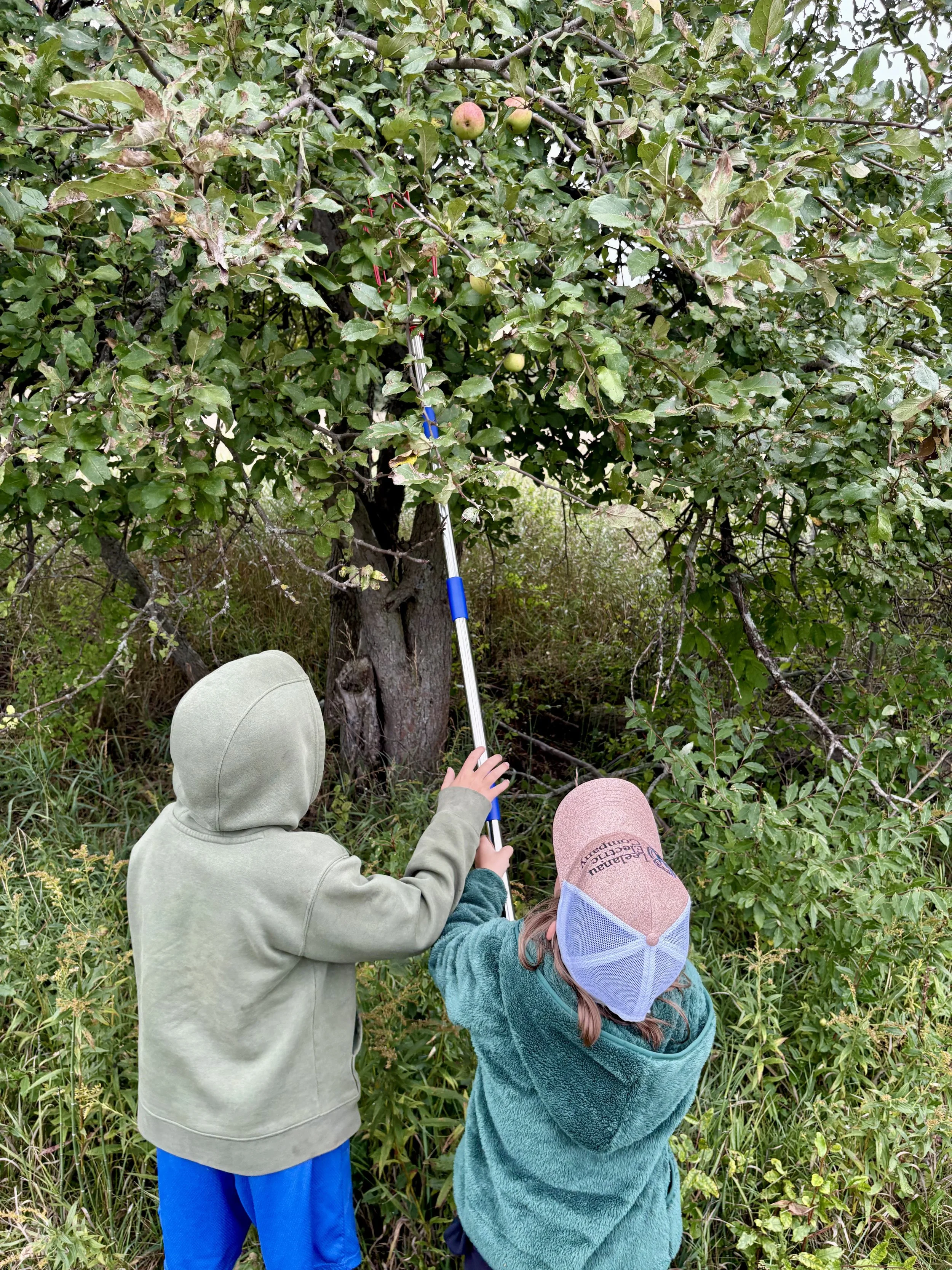 apple_picking_5.jpg