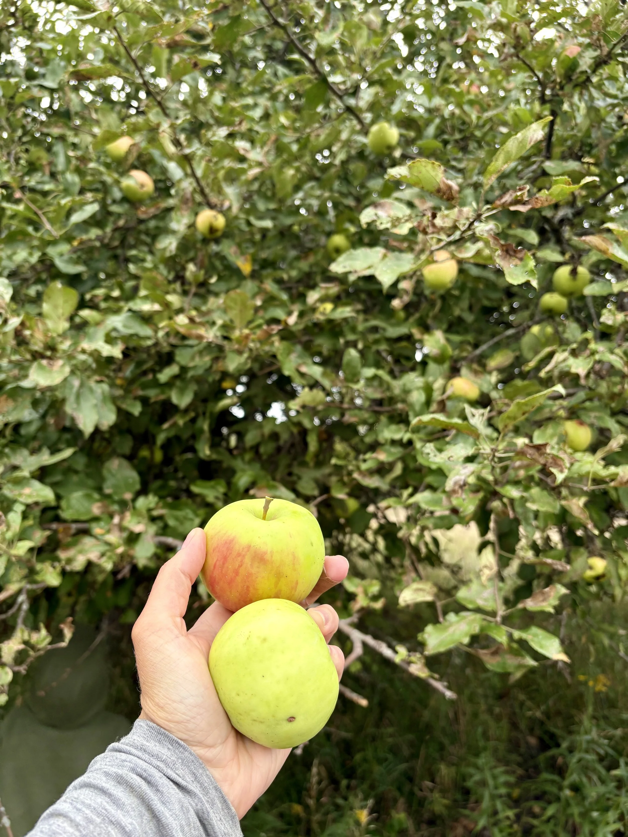 apple_picking_1.jpg.jpg