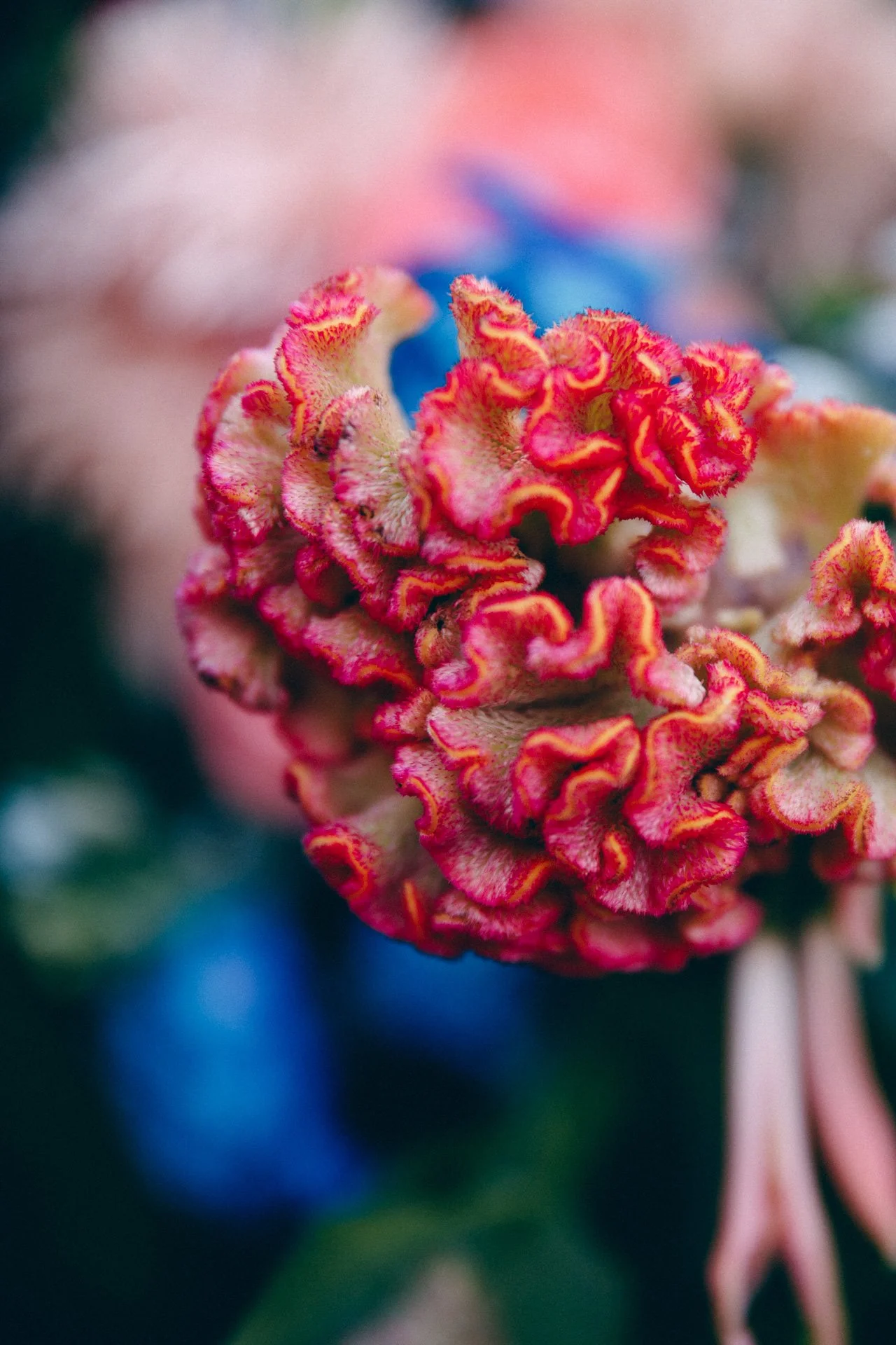 8 Nov 2025 Bunches-9.JPG