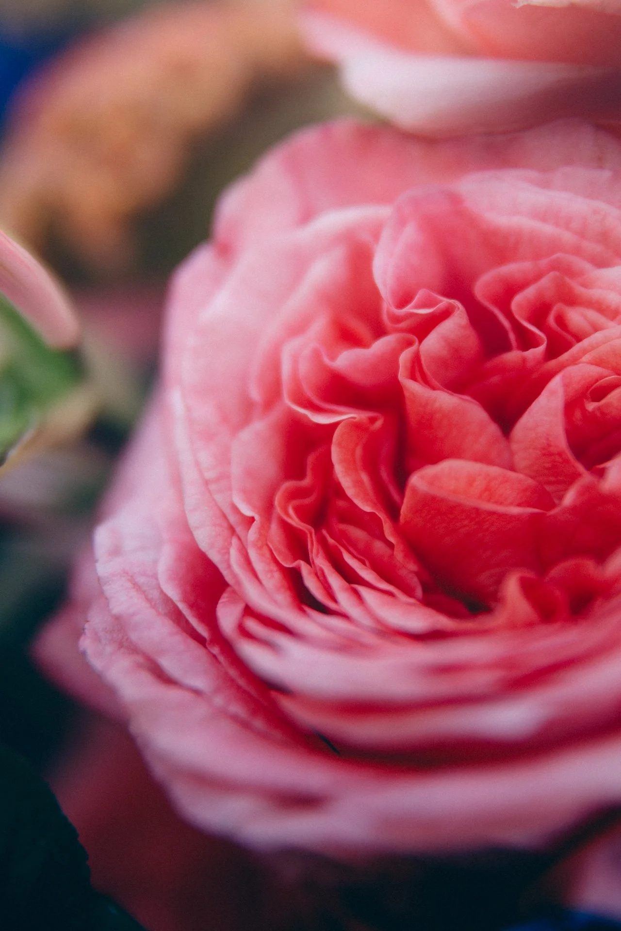 8 Nov 2025 Bunches-7.JPG