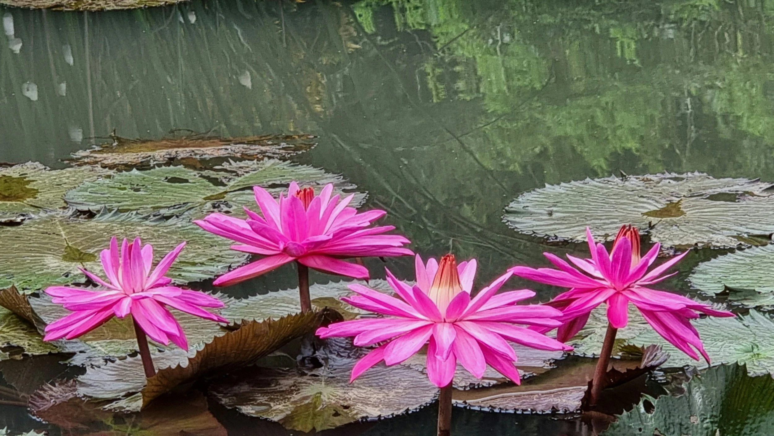 Pink water lilies with green lily pads on a pond, surrounded by a lush green forest reflected in the water.