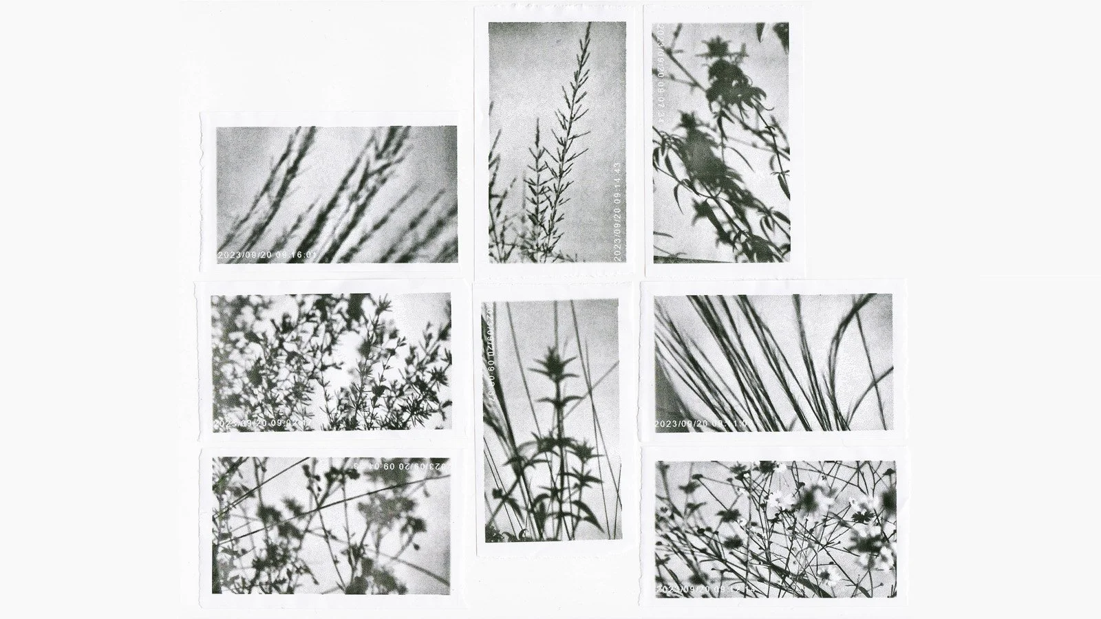 toy camera collage 1_V3.jpg
