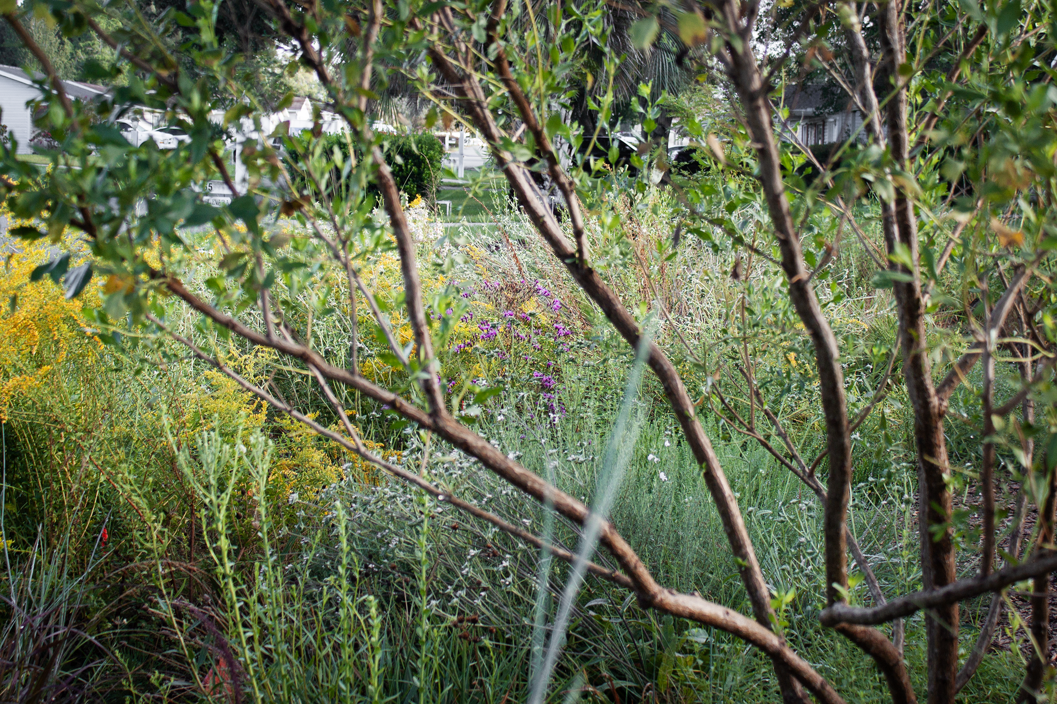 A carefully pruned Baccharis halimifolia turns a somewhat weedy species into a specimen shrub perfect for peering through.