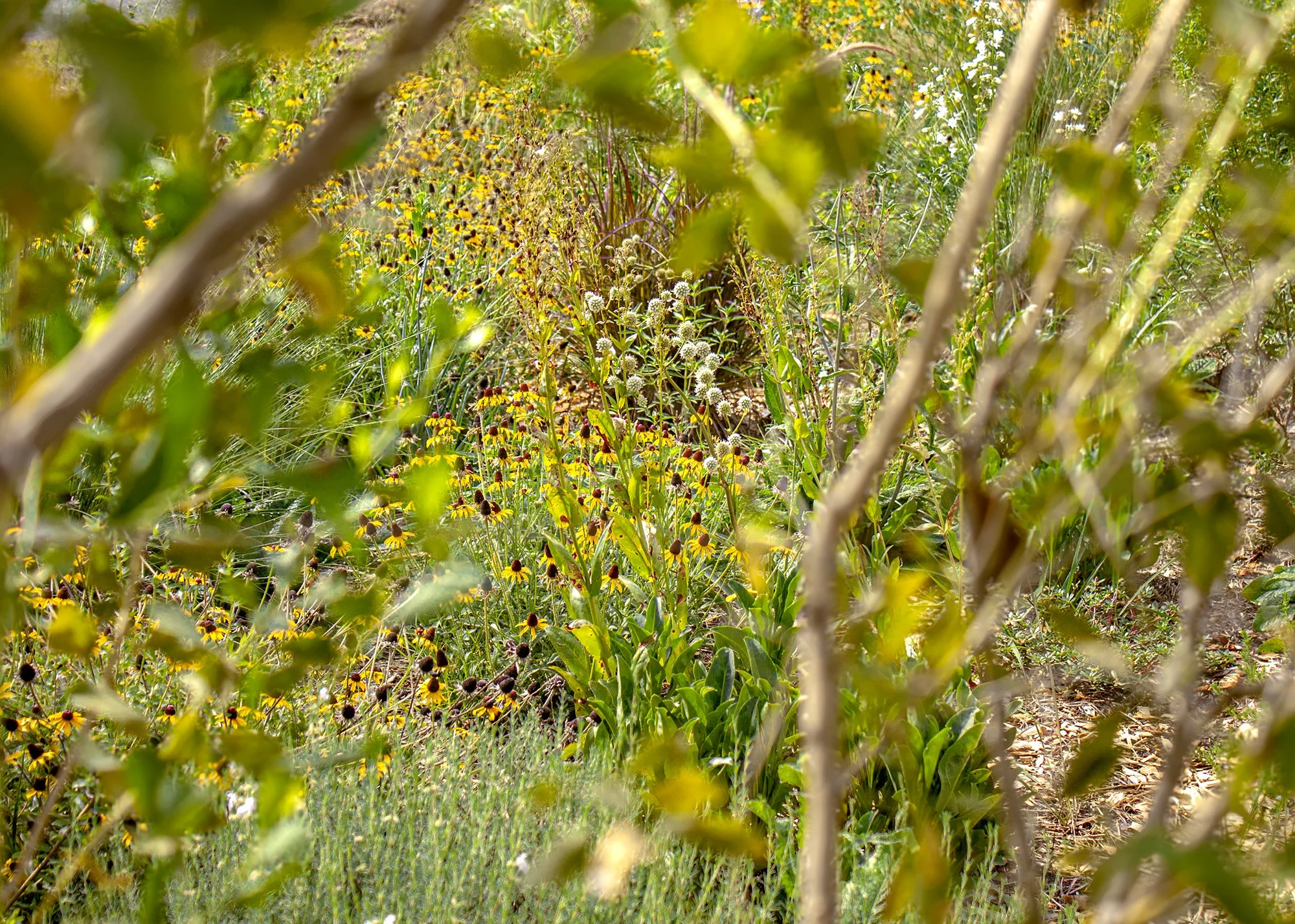 Rudbeckia hirta puts on a big show in spring through early summer while other perennials are growing and act as a filler while new experiments are prepped.