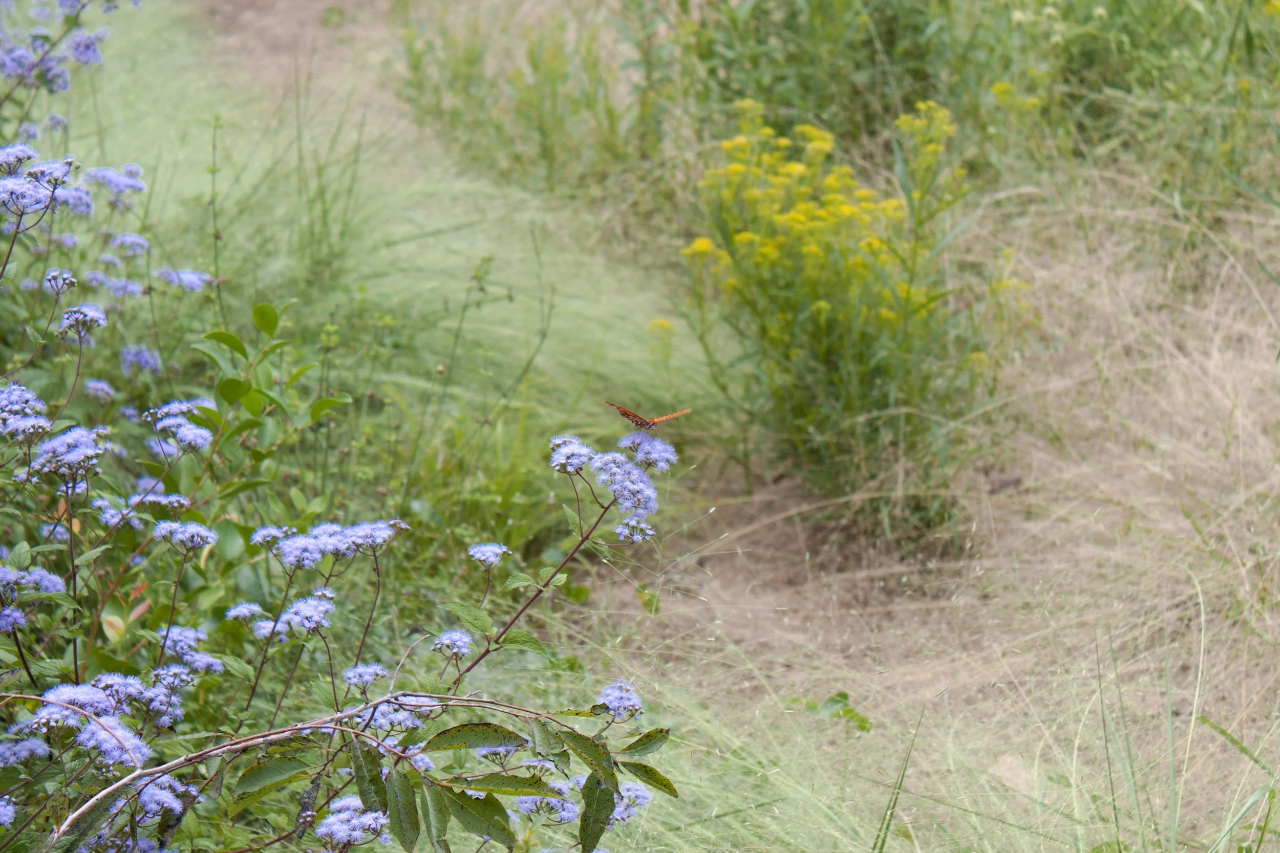 _MG_6748.jpg