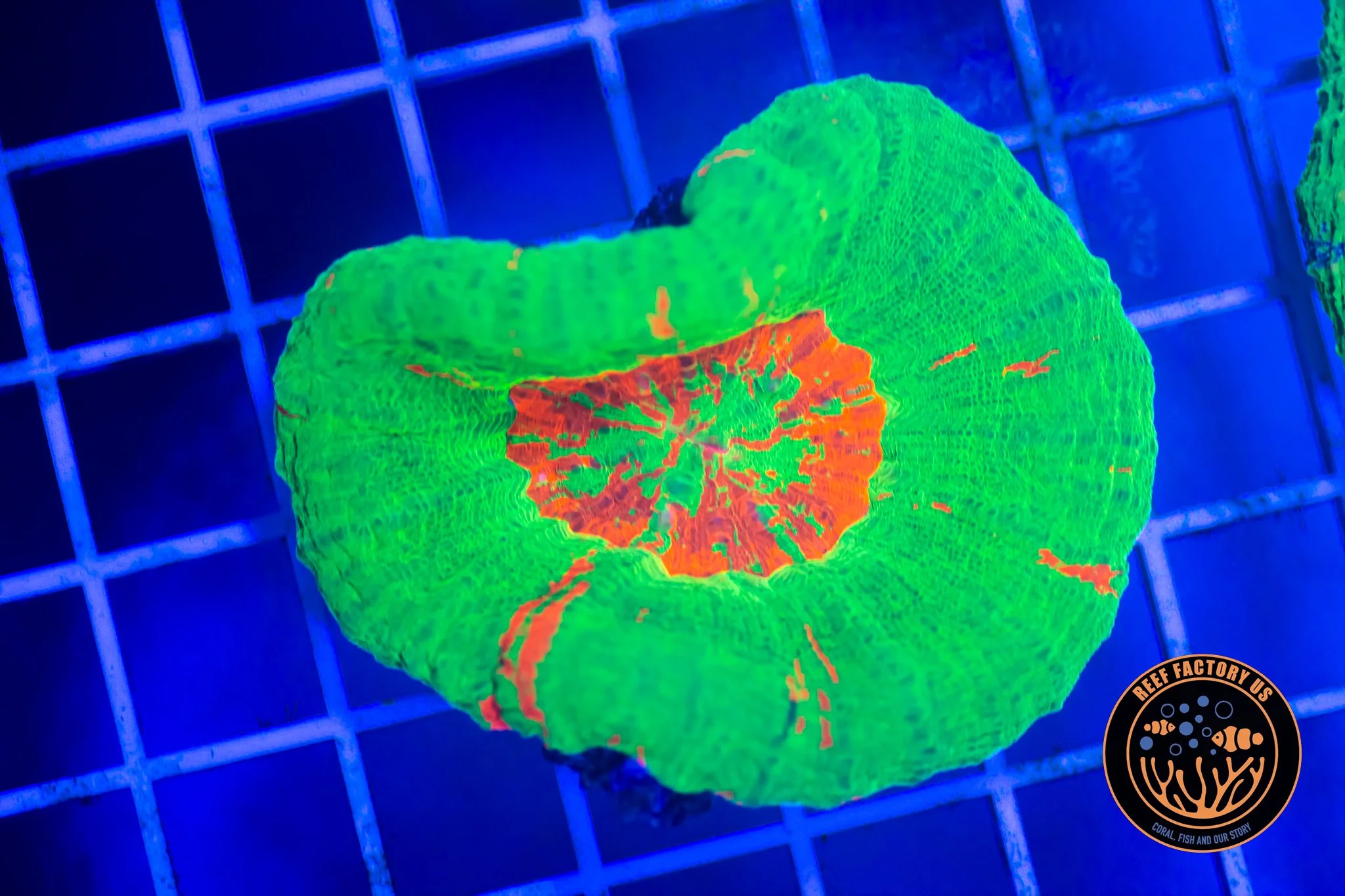 Ultra Bleeding Apple Scoly