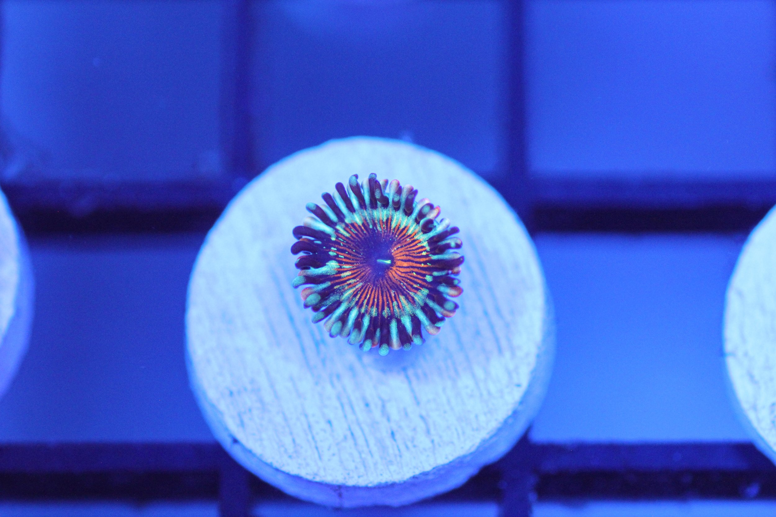 Seduction Zoa