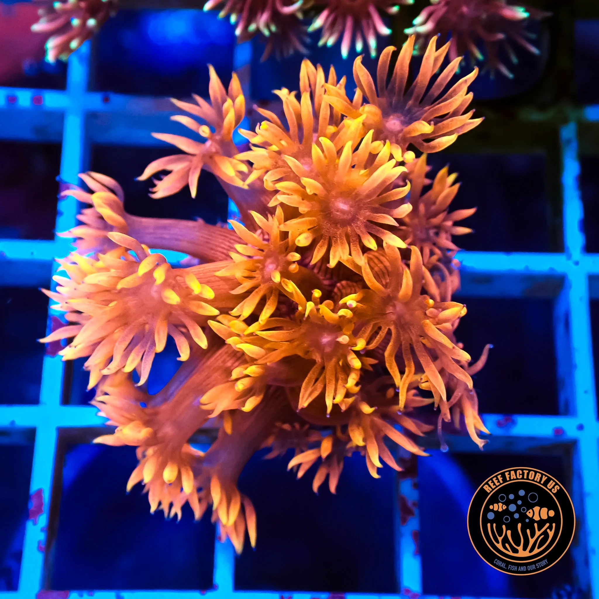 Inferno Goniopora