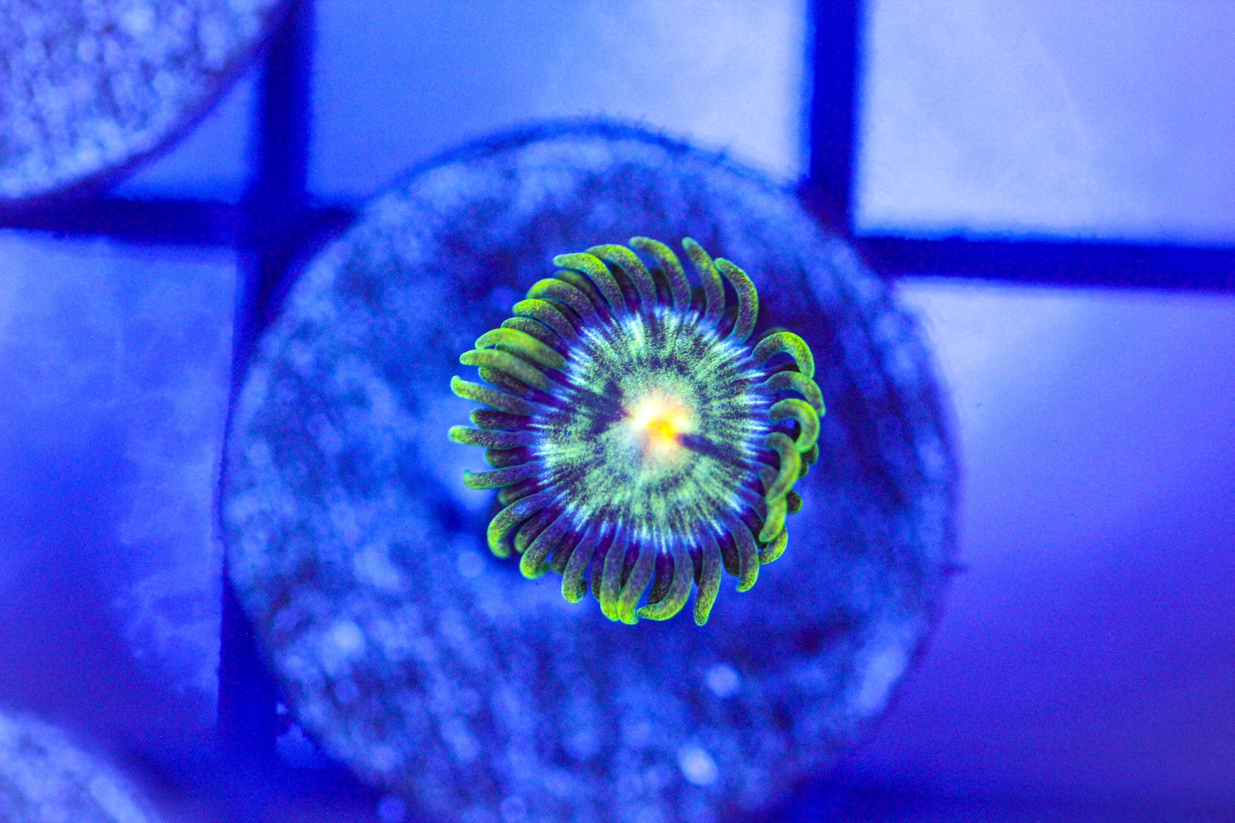 Daisy Cutter Zoa