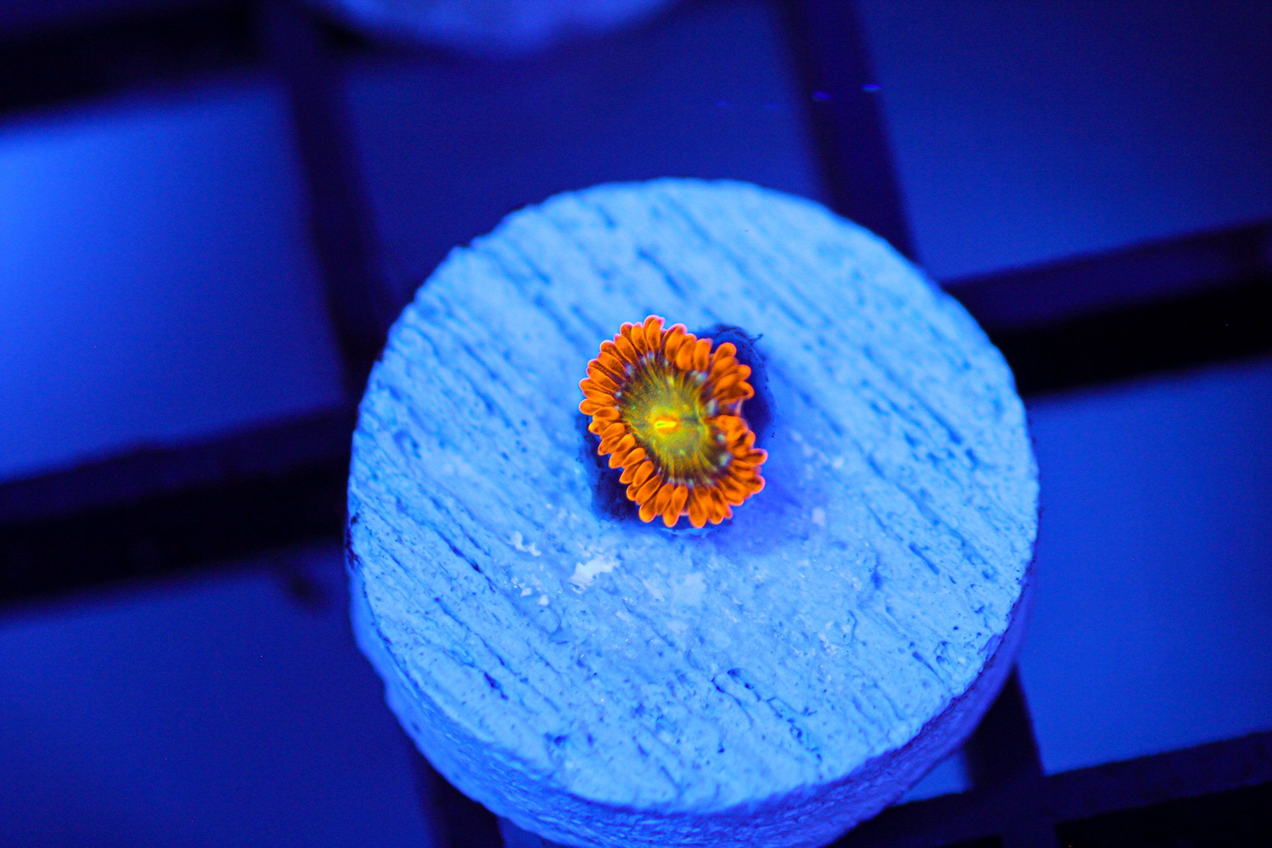 Spitfire Zoa