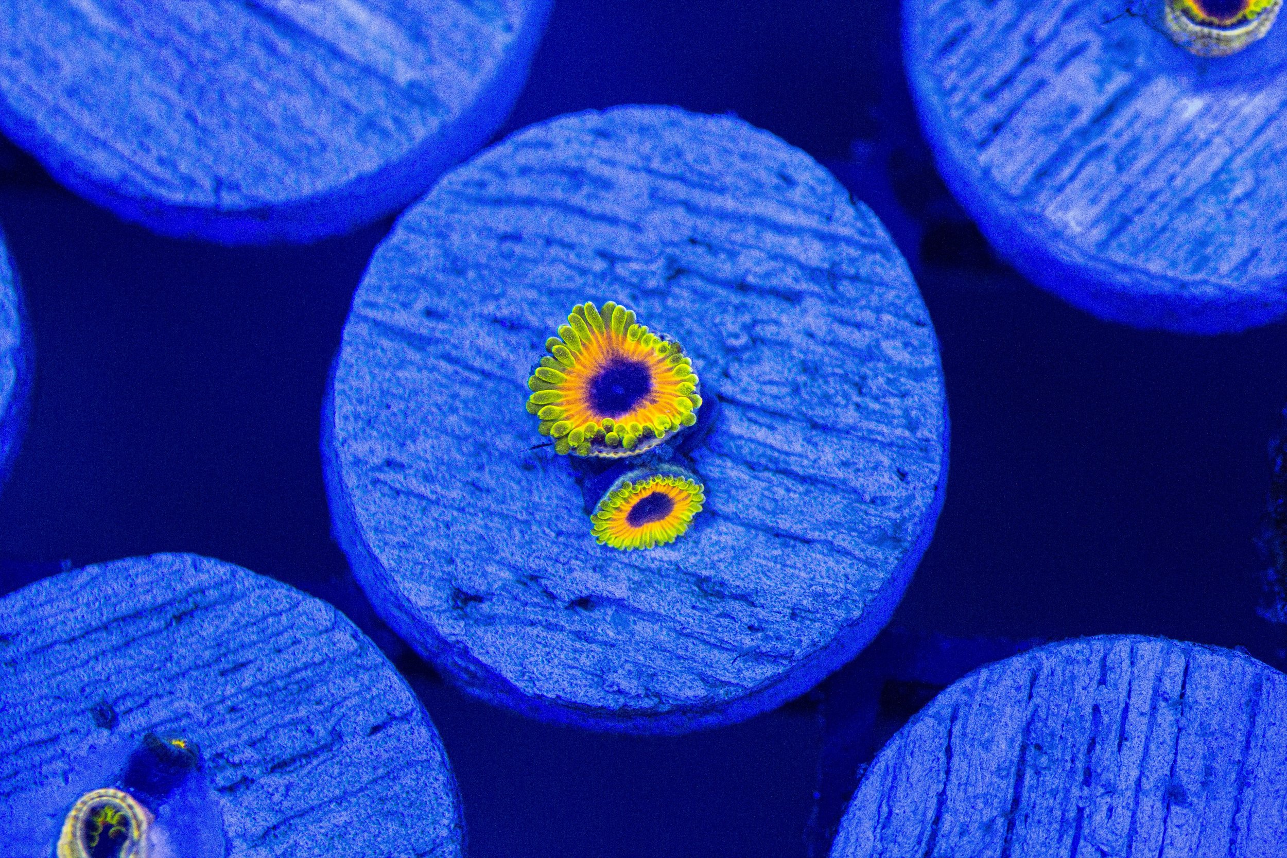 Aquaculture Great Owl Zoa