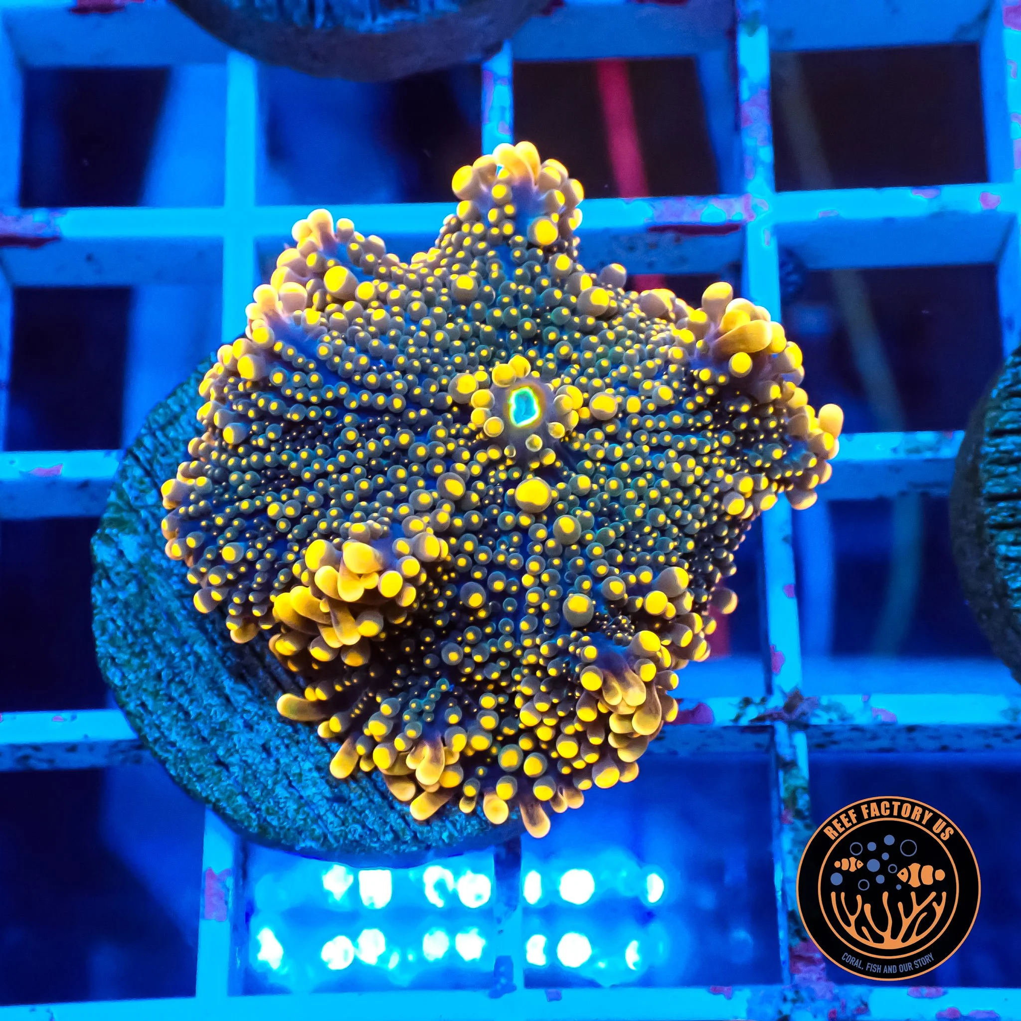 Sunbeam Yuma Mushroom