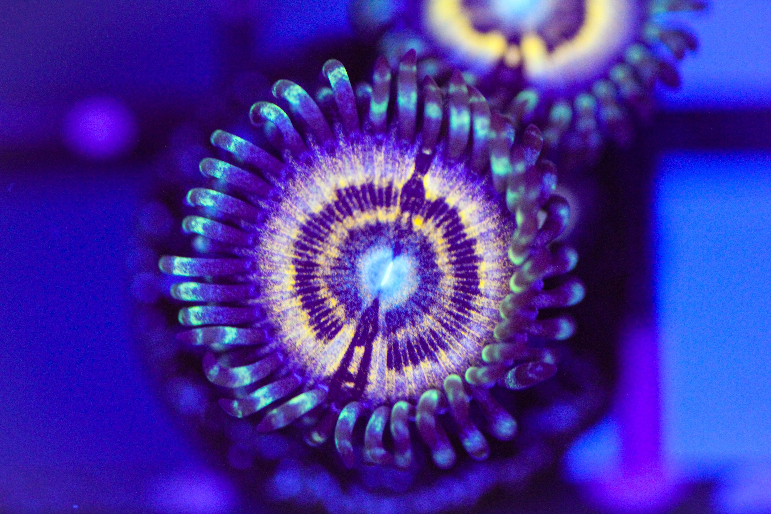 LC Petroglyph Zoa
