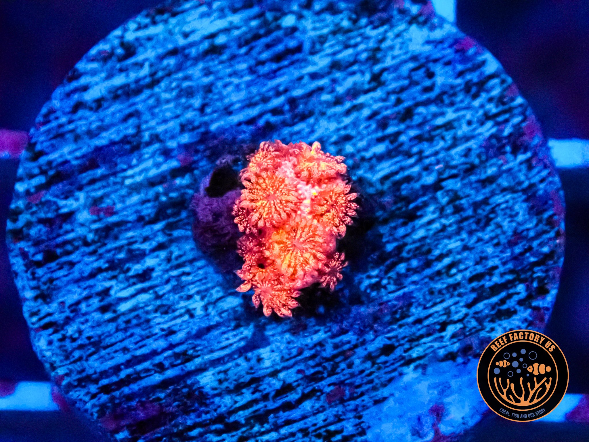 RFU Fairy Dust Glitter Goniopora