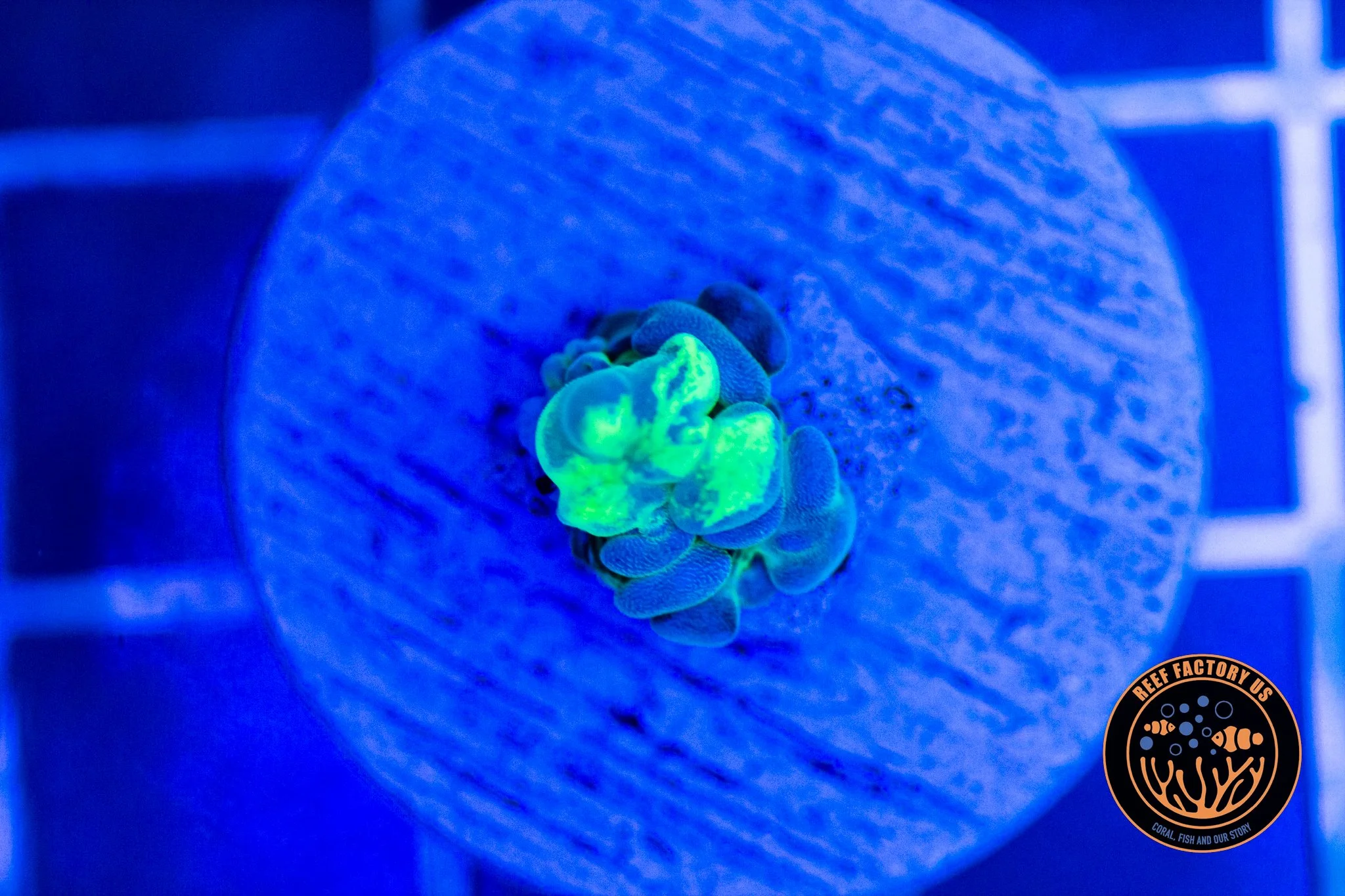 Yellow Mellow Bounce Mushroom