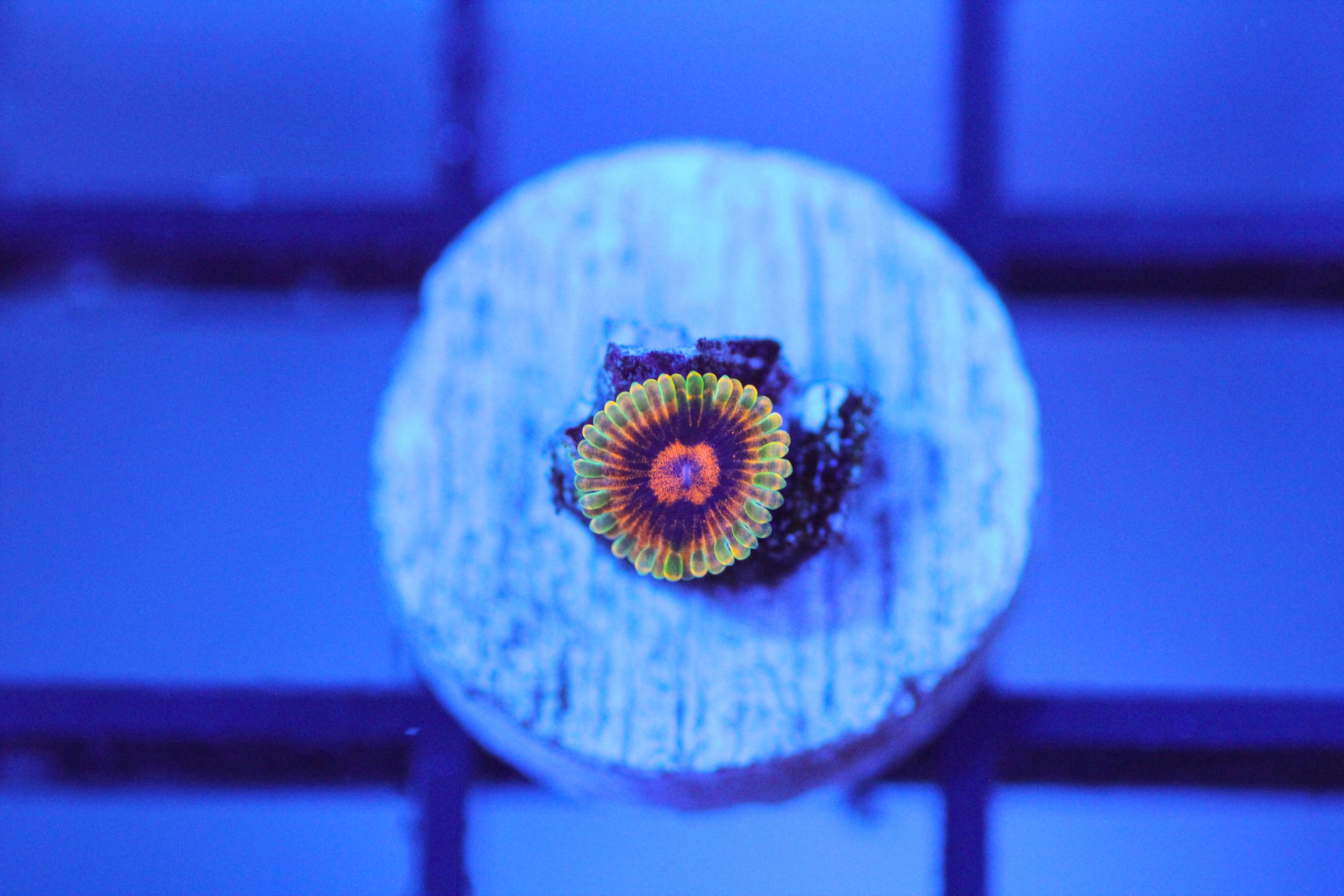 Jedi Mind Tricks Zoa