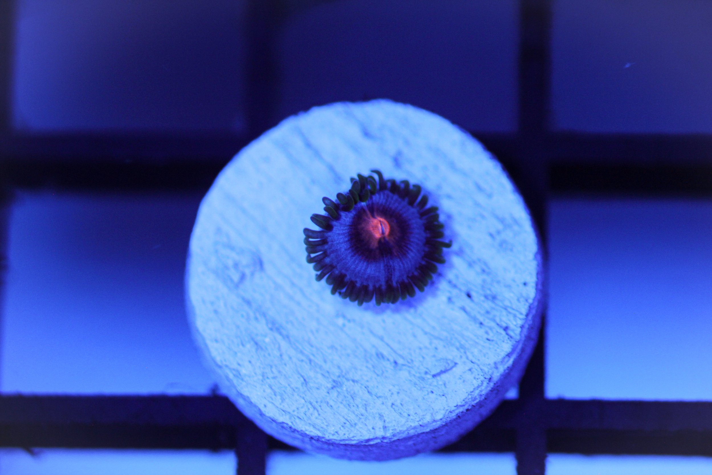 Miami Vice Zoa