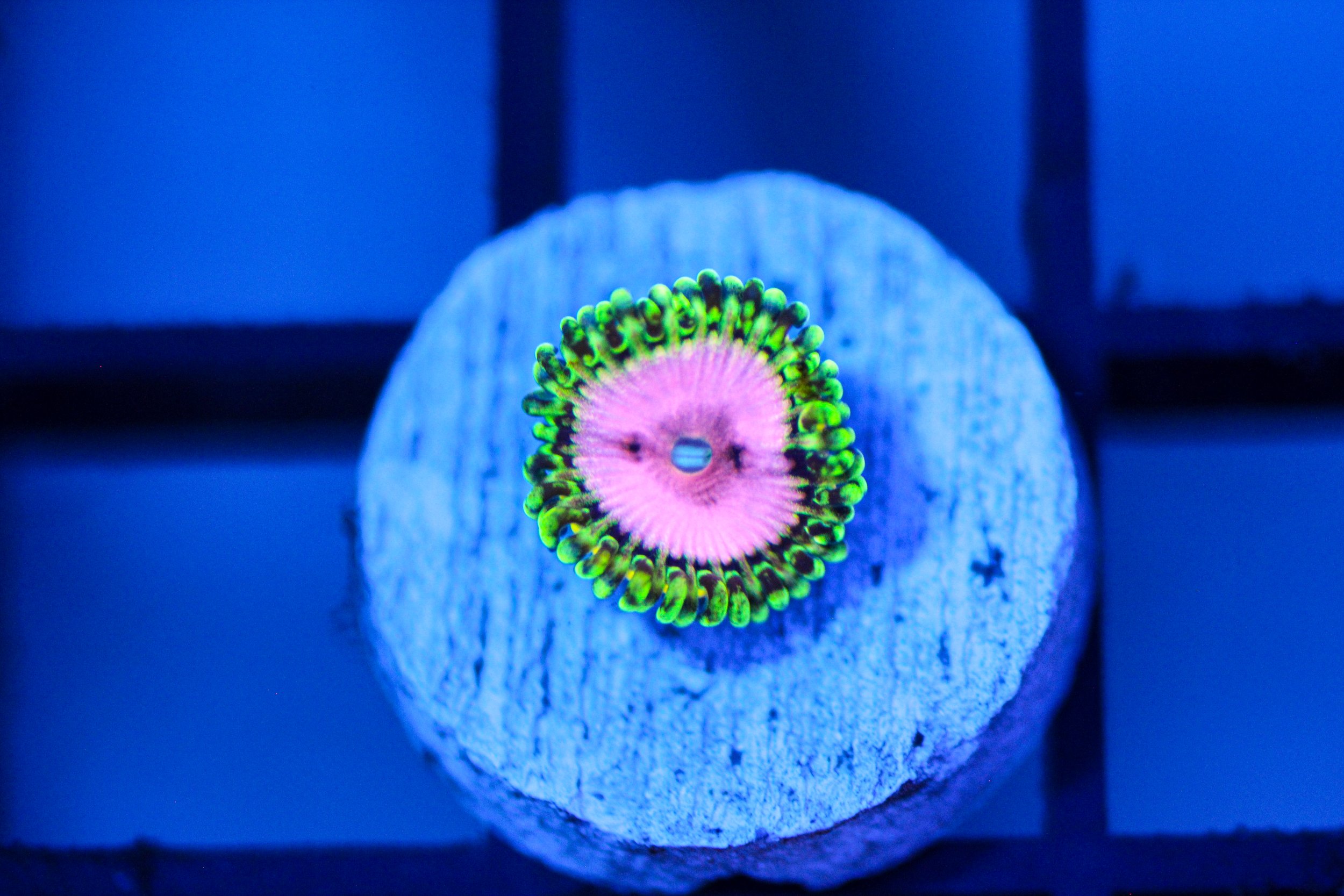 Pink Diamond Zoa