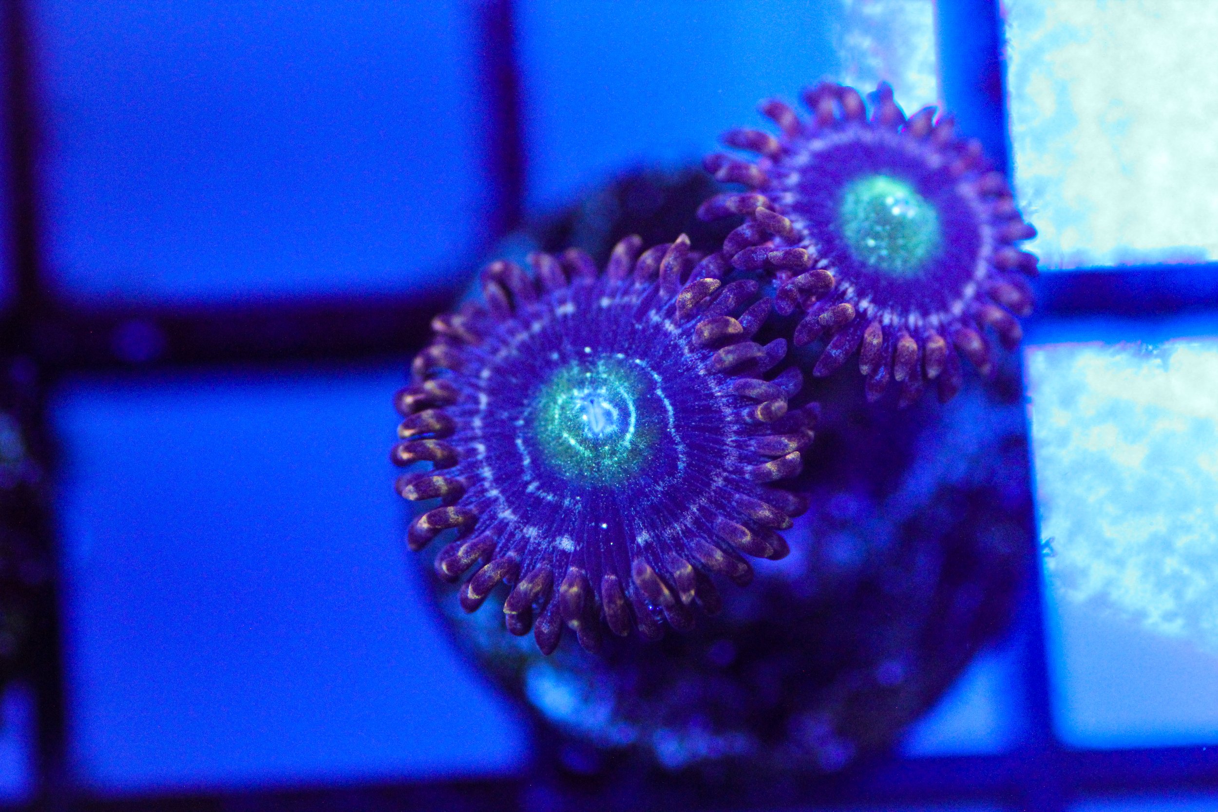 C2C Interstellar Zoa