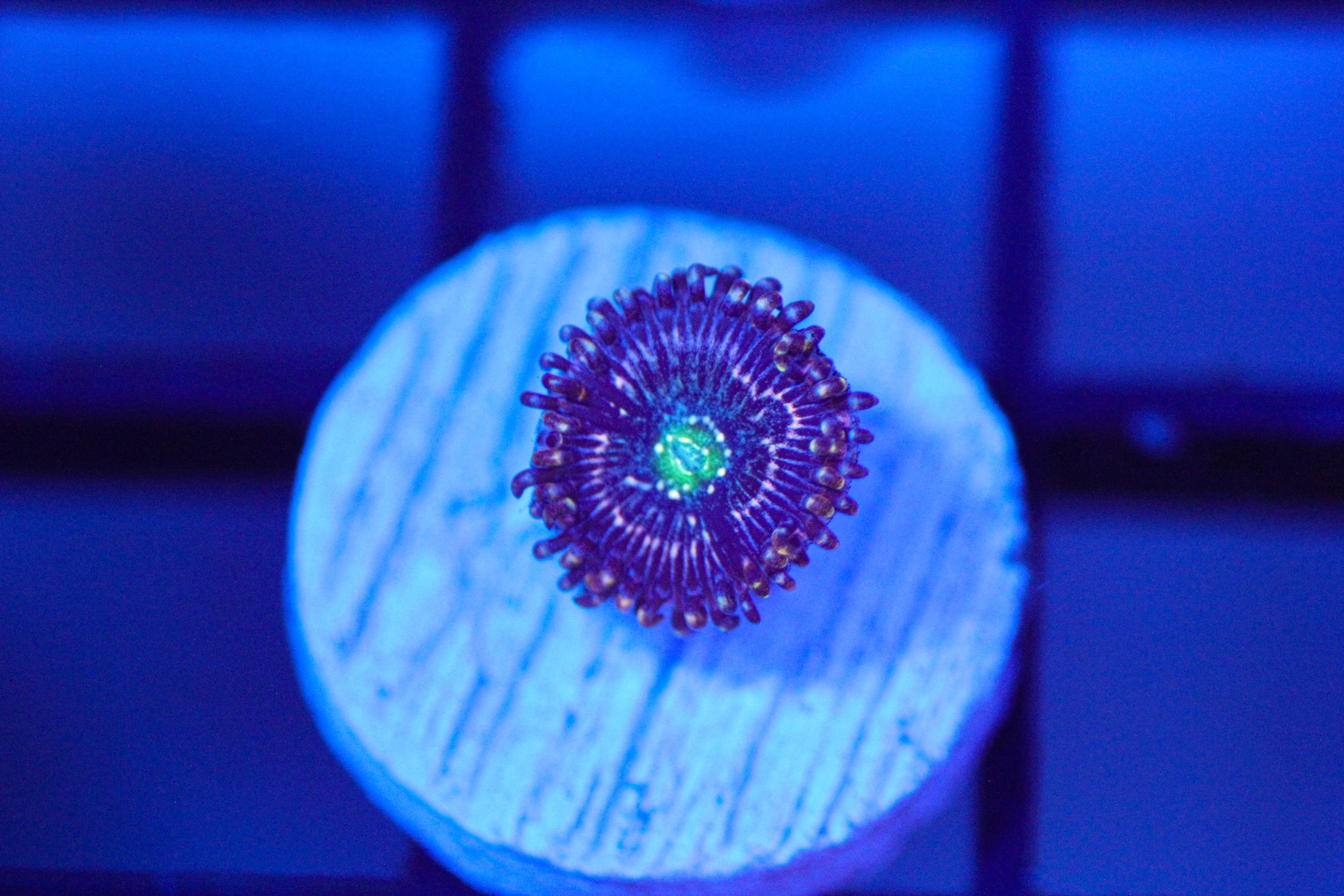WWC Taser Zoa