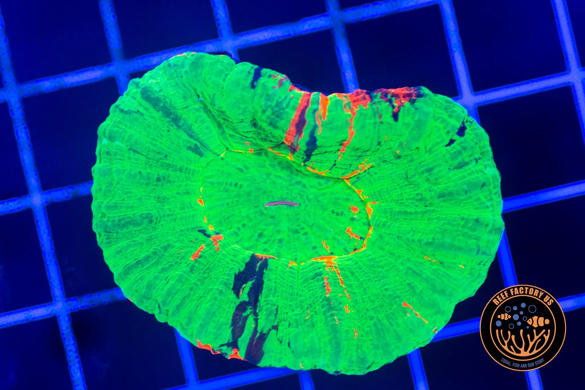 Ultra Bleeding Apple Scoly