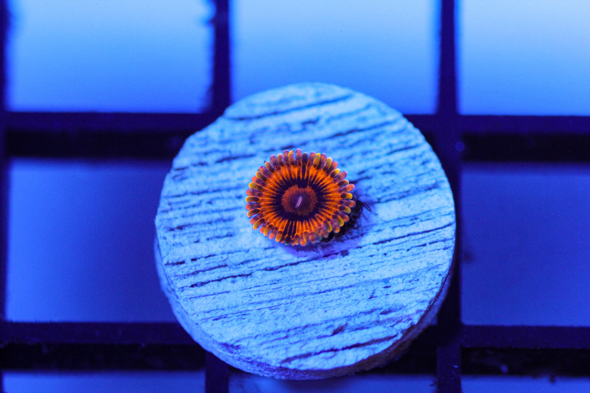 Burning Amber Zoa