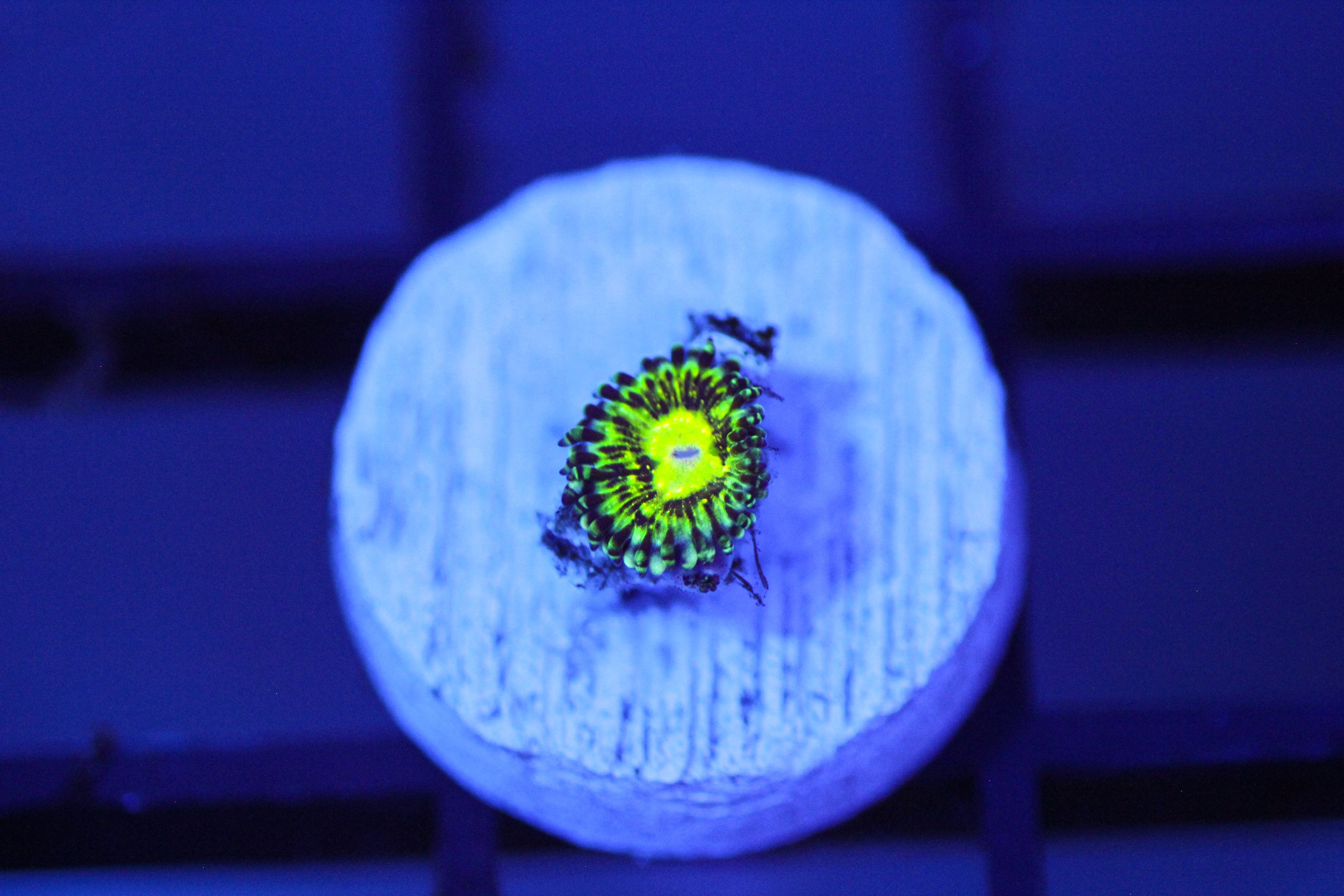 Grim Reaper Zoa