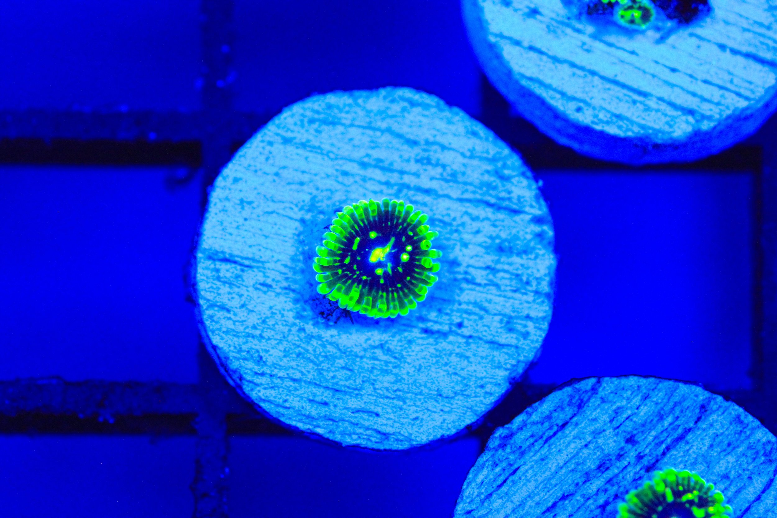 Exosphere Zoa