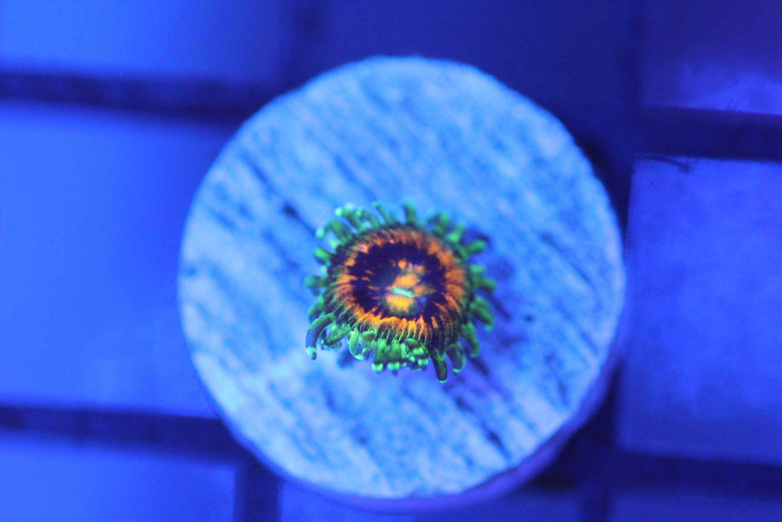 Rainbow Incinerator Zoa