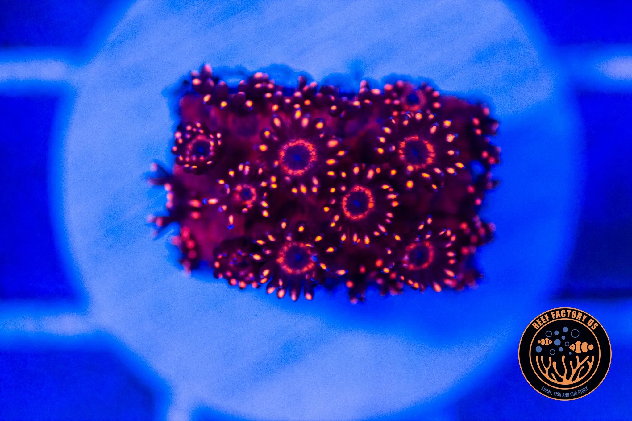 RFU Blood Night Goniopora