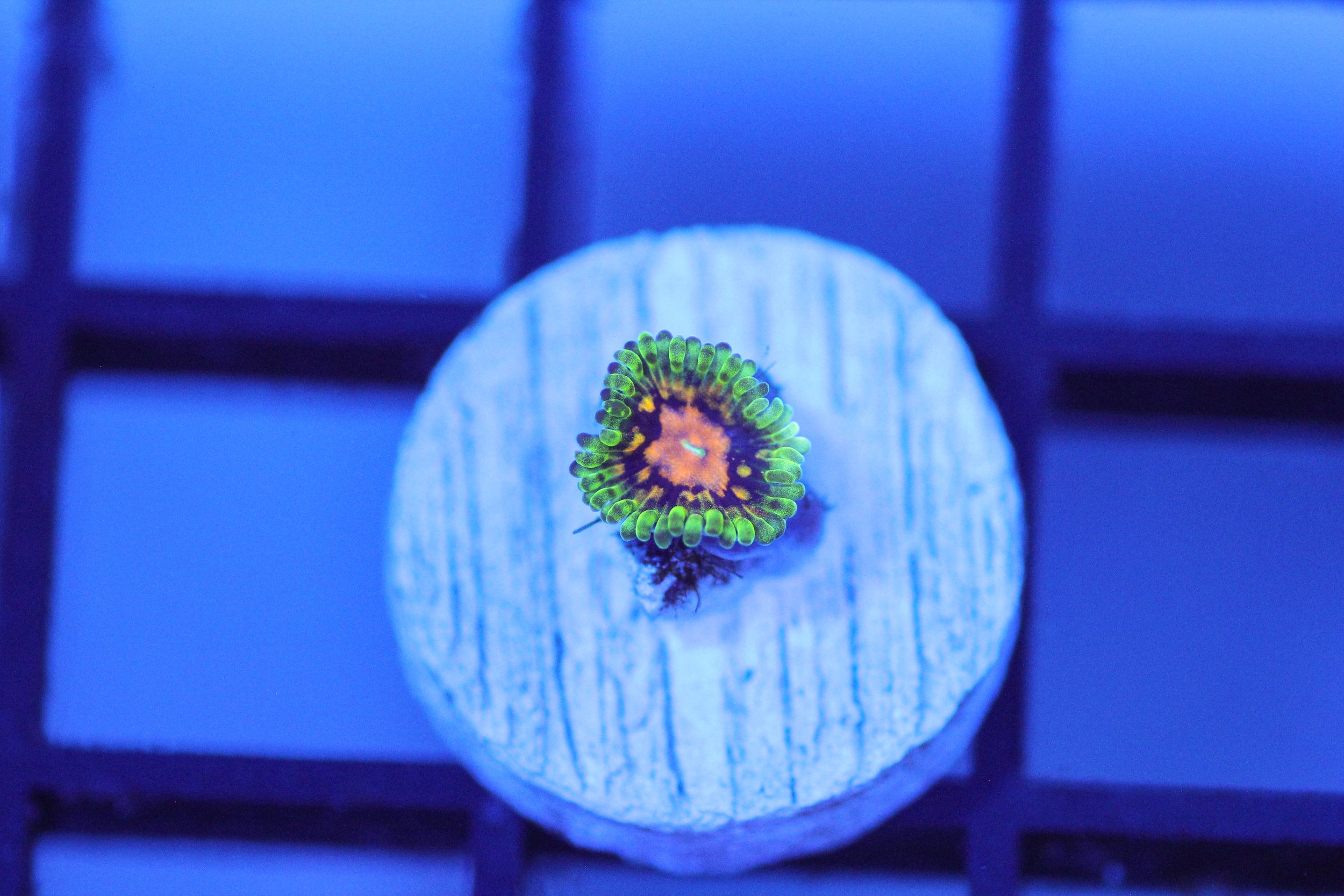 Marvin And Martian Zoa