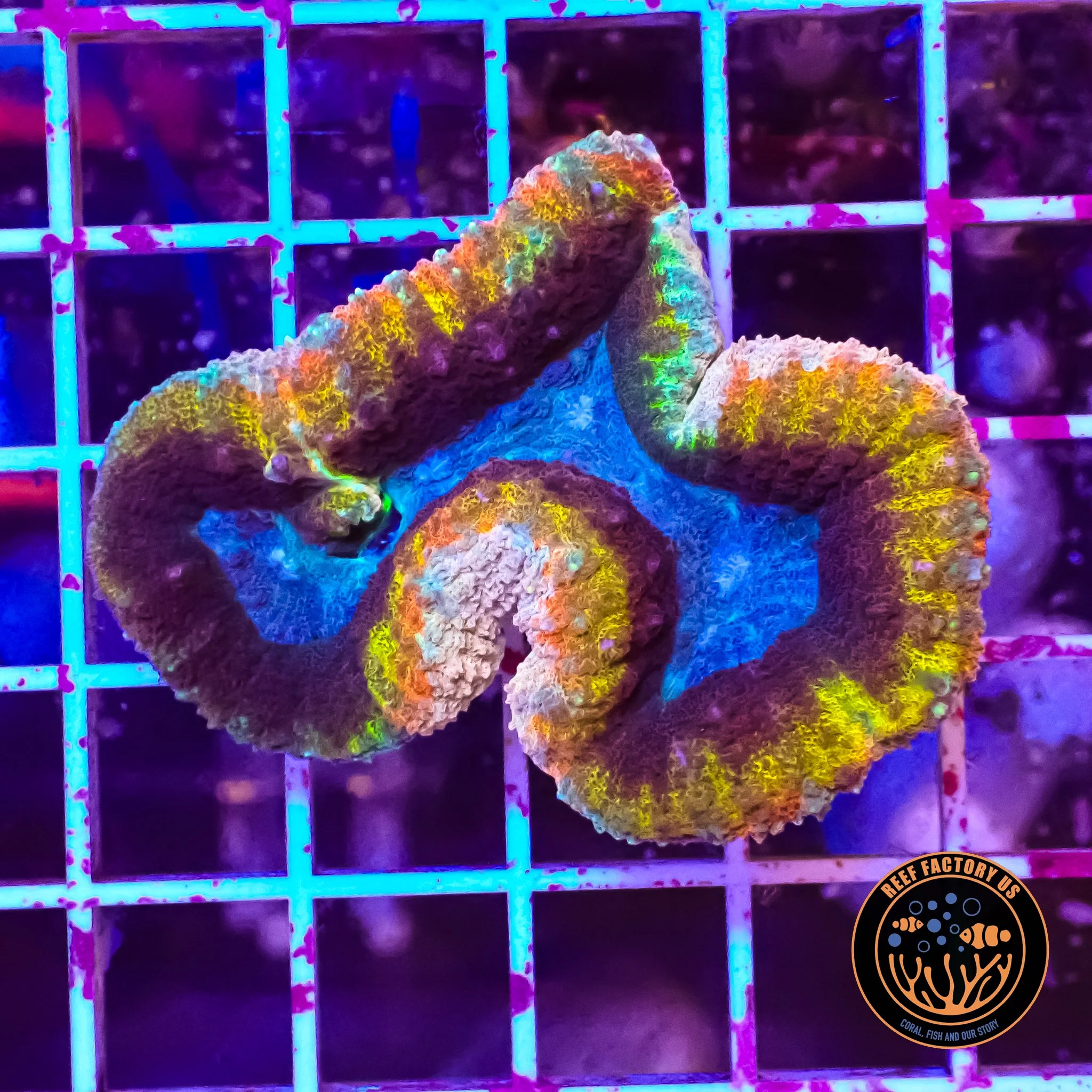 Rainbow Lobophyllia