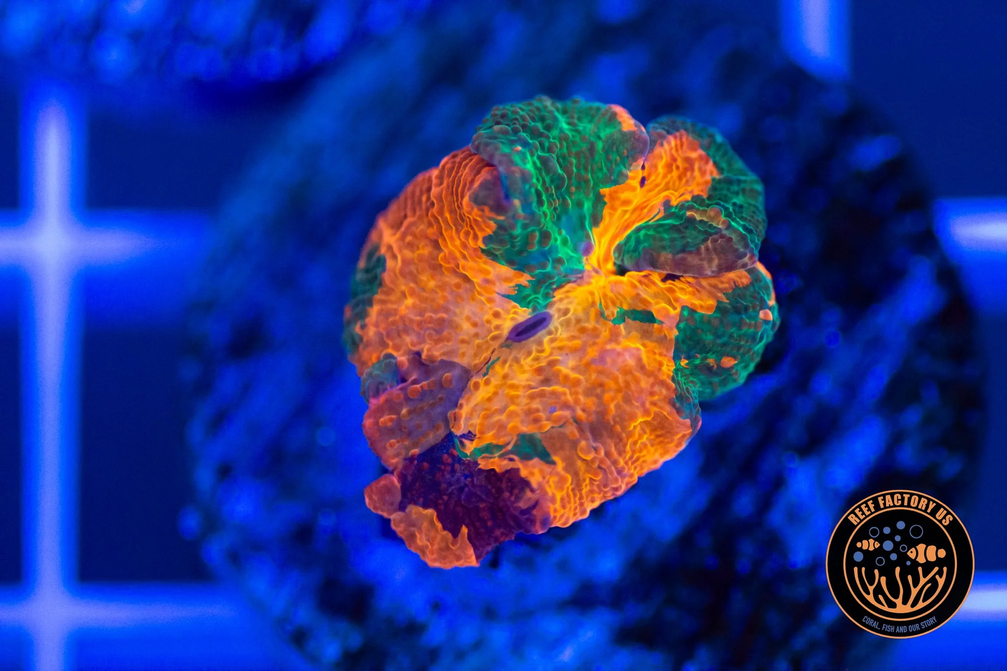 Candy Crush Purple Monster Mushroom