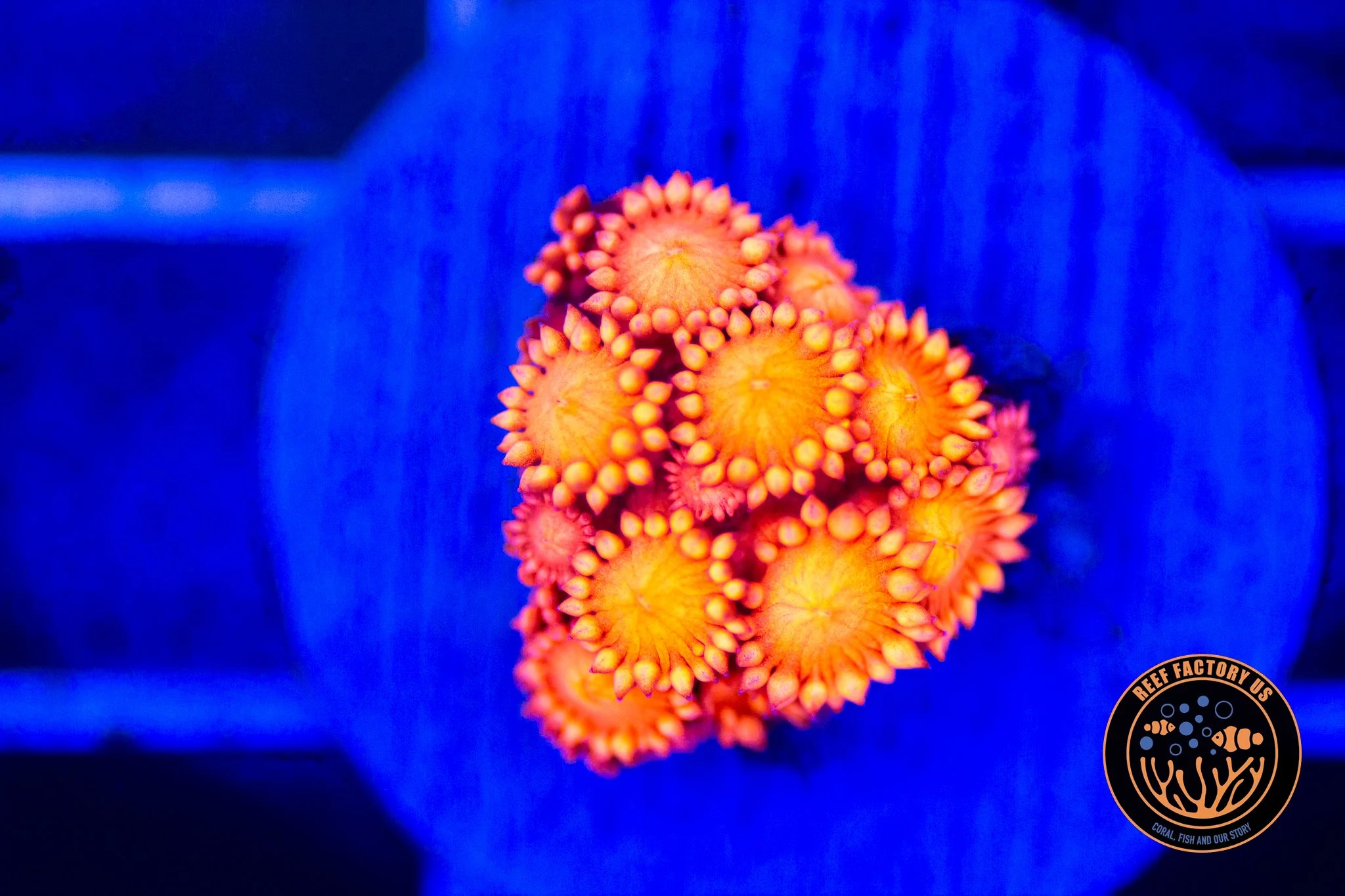 RFU Mango Inferno Goniopora