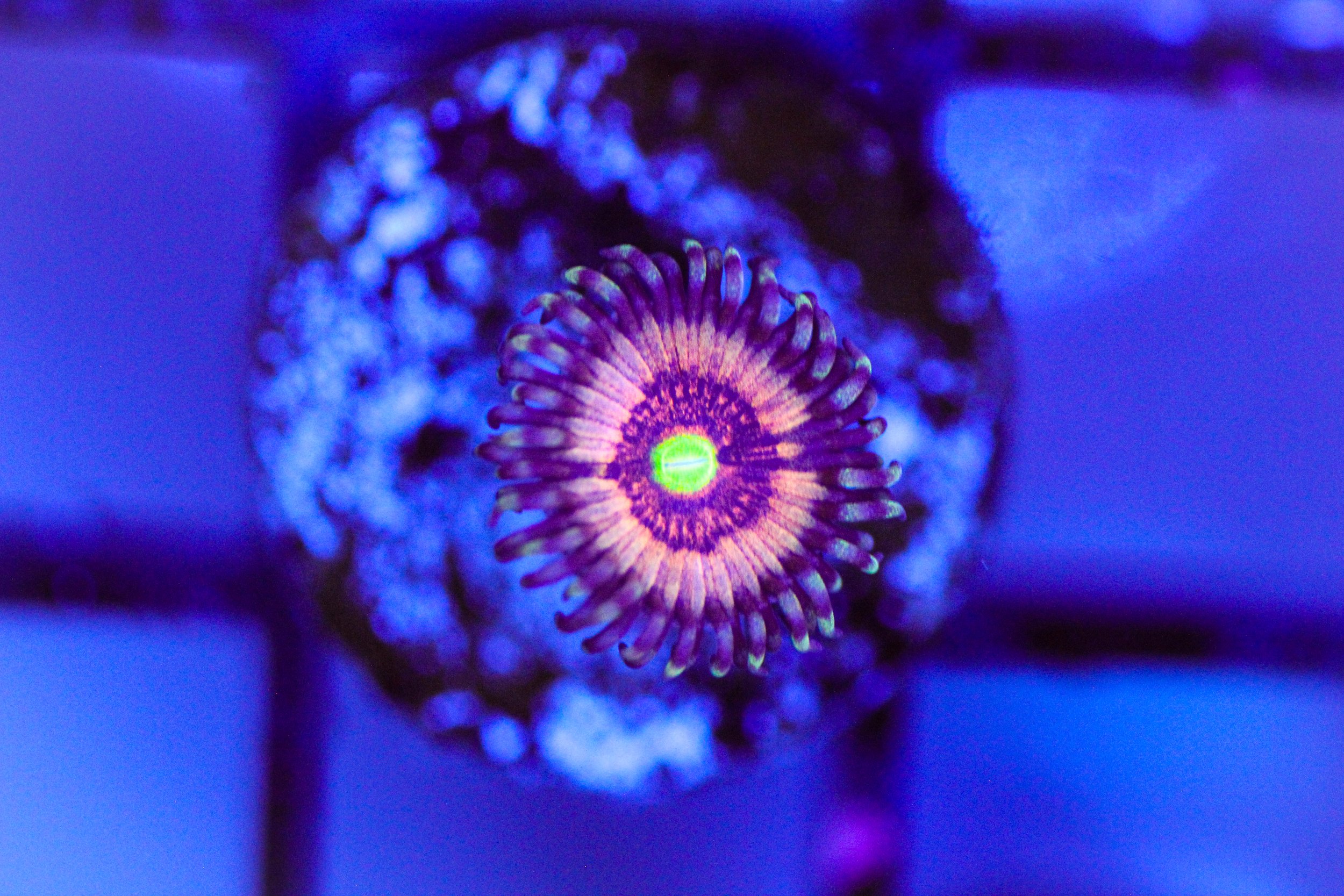 Gobstopper Zoa