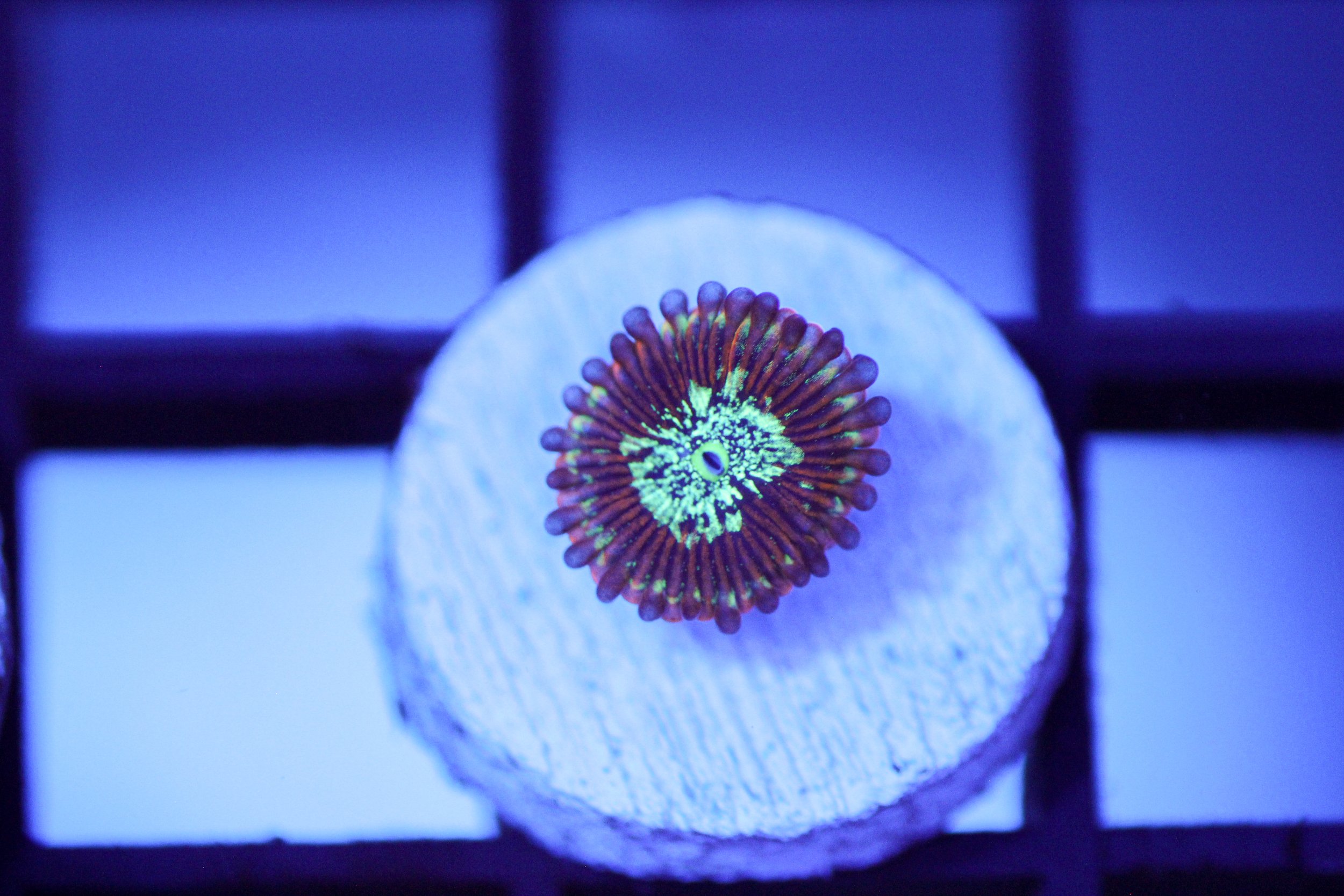 Magician Zoa