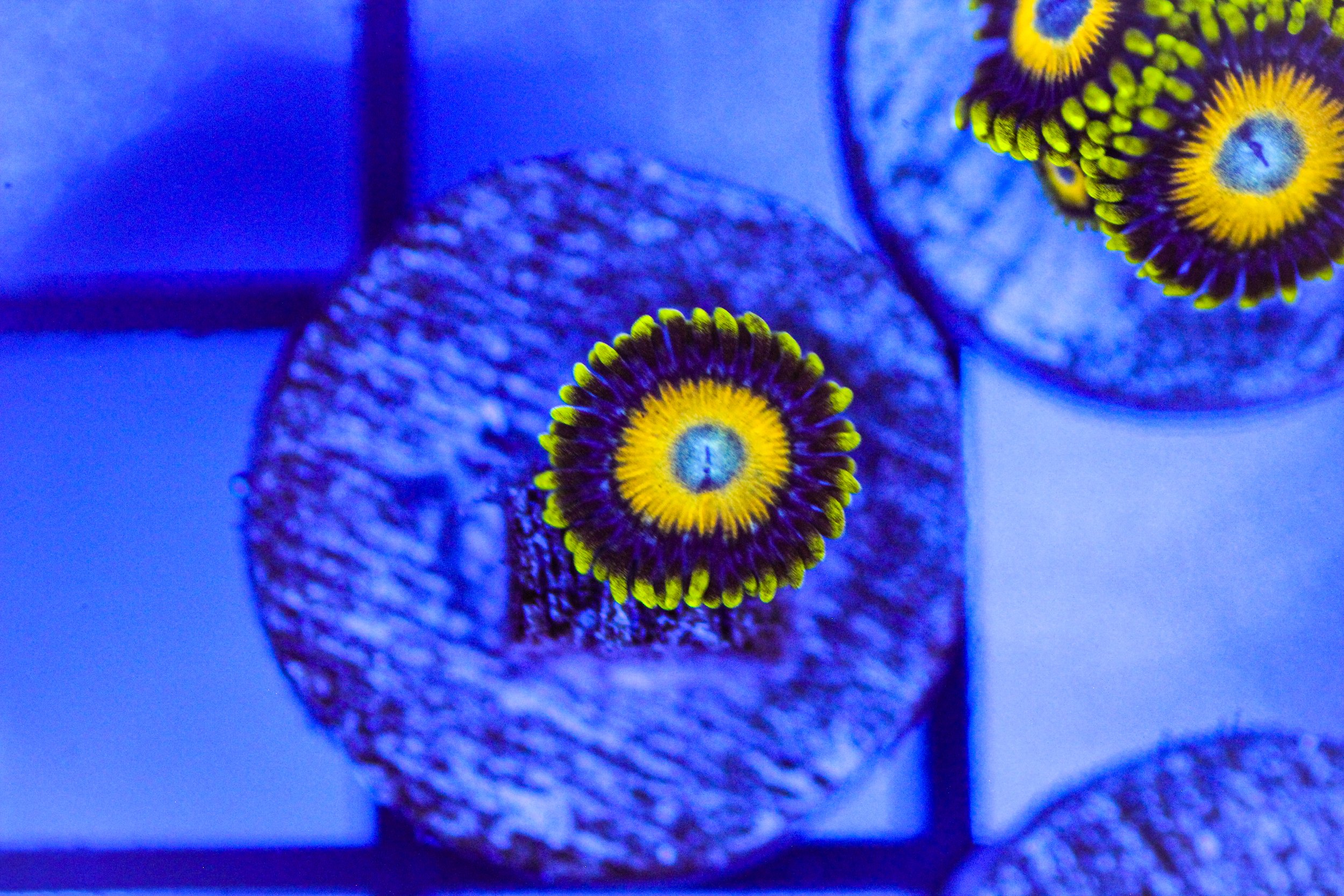 Scrambled Egg Zoa