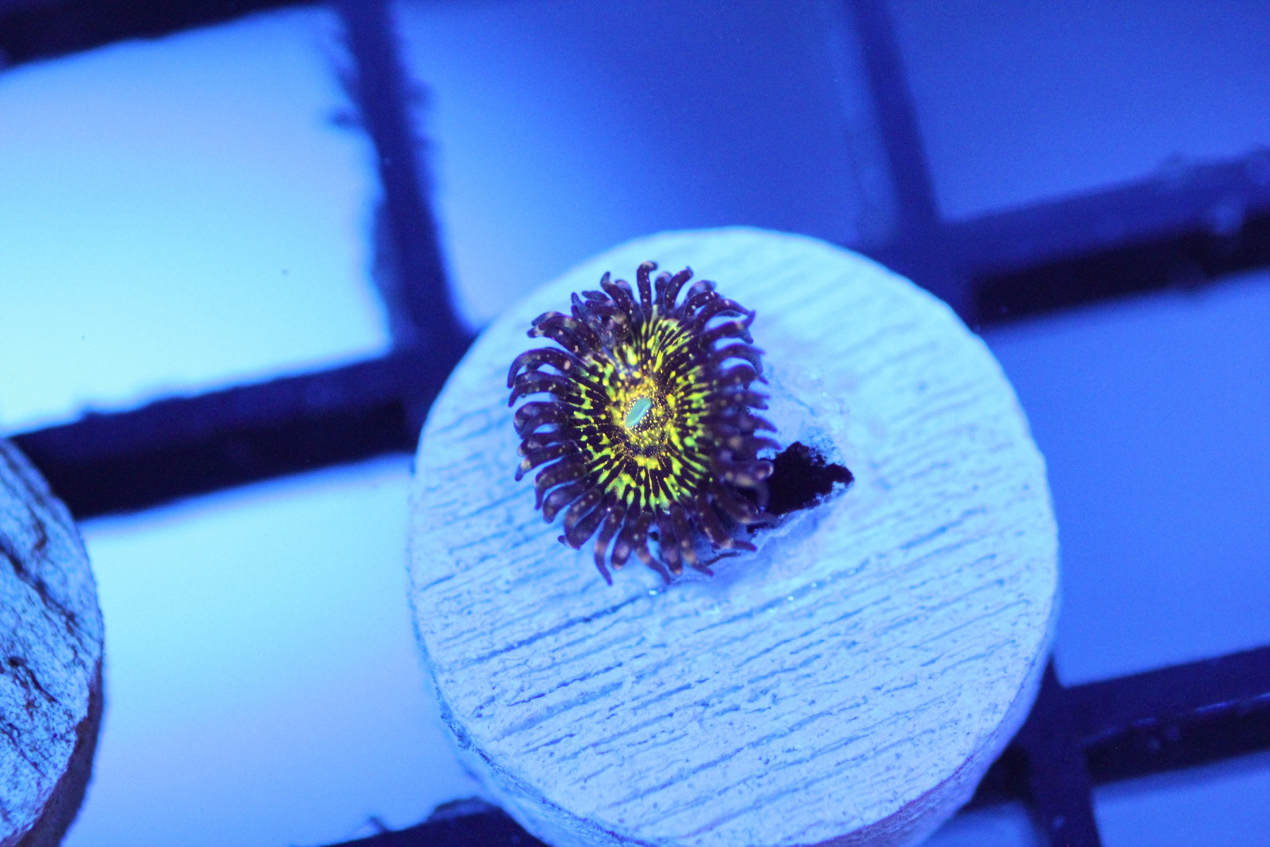 JF Frankies Acid Trip Zoa
