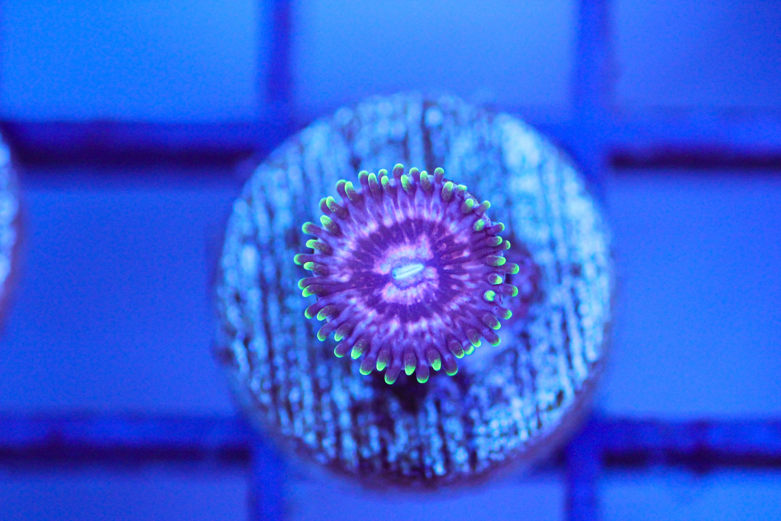 RFU Gengar Zoa