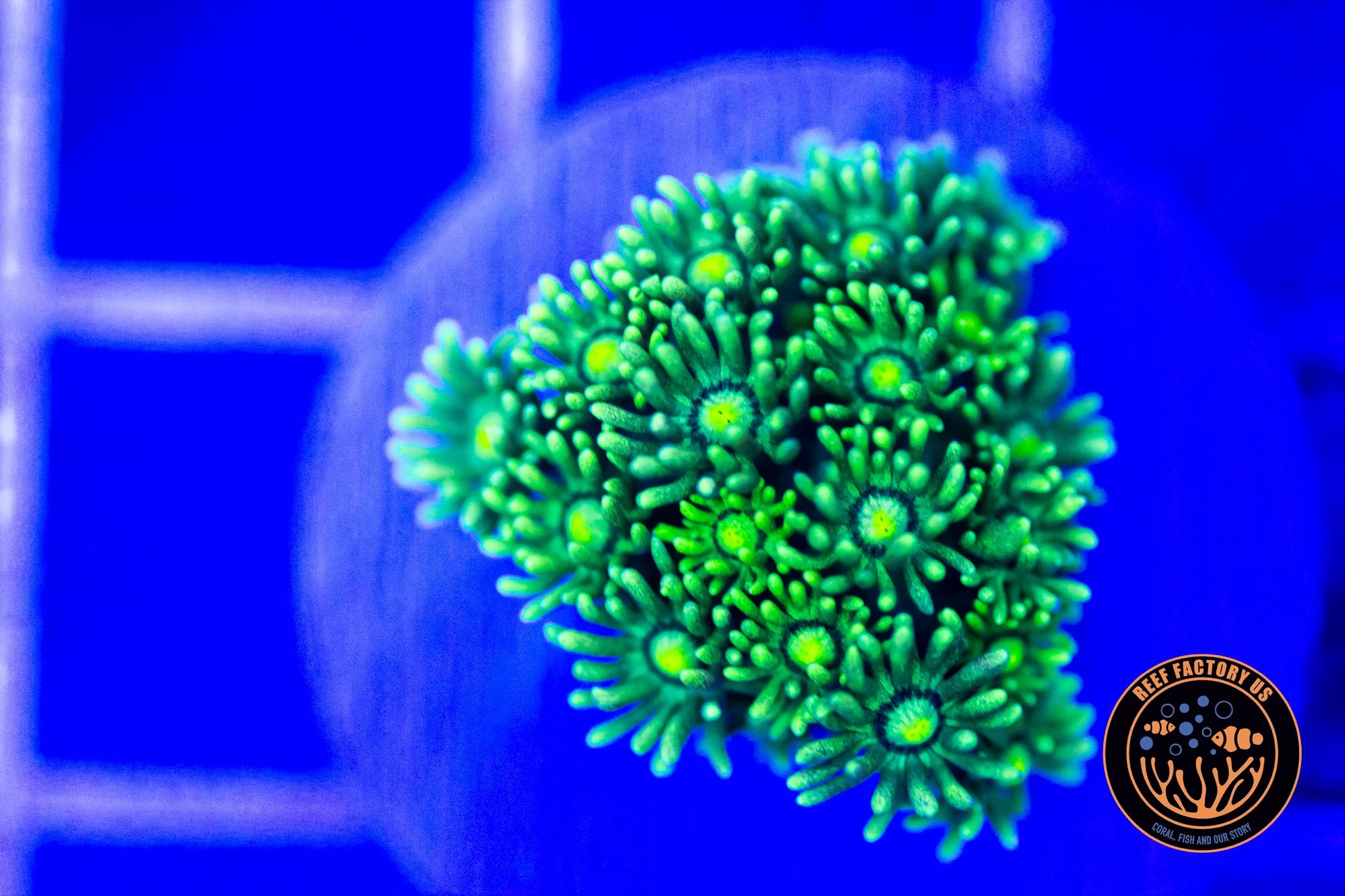 Pin Stripe Goniopora