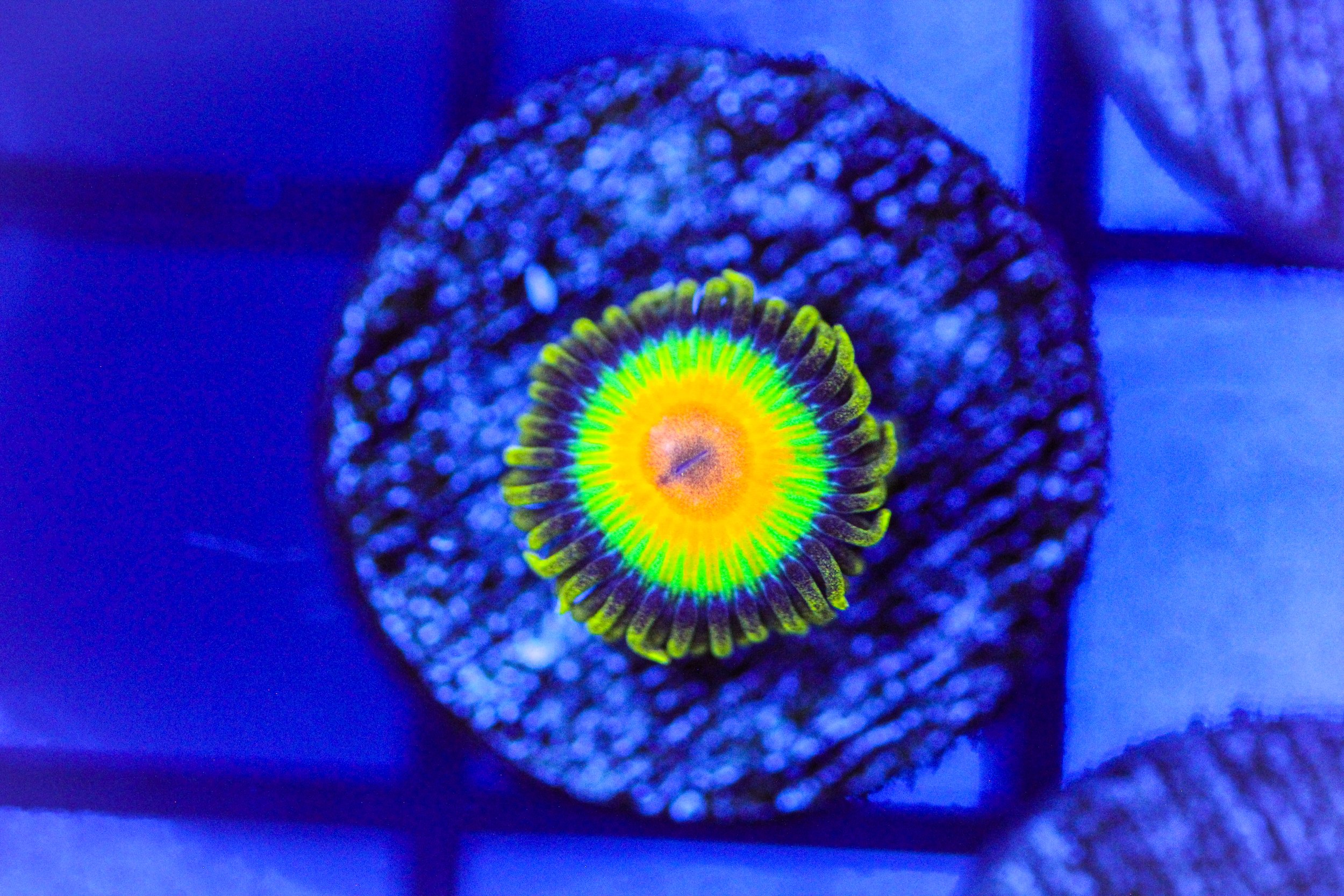 Rasta Zoa