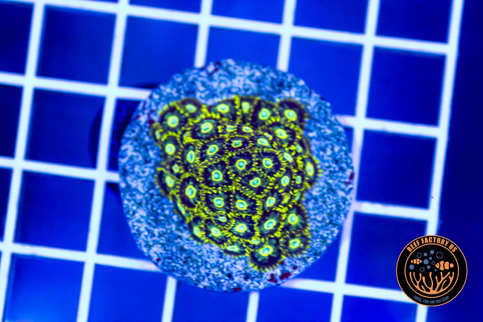 Murder Hornet Zoanthids - 50p