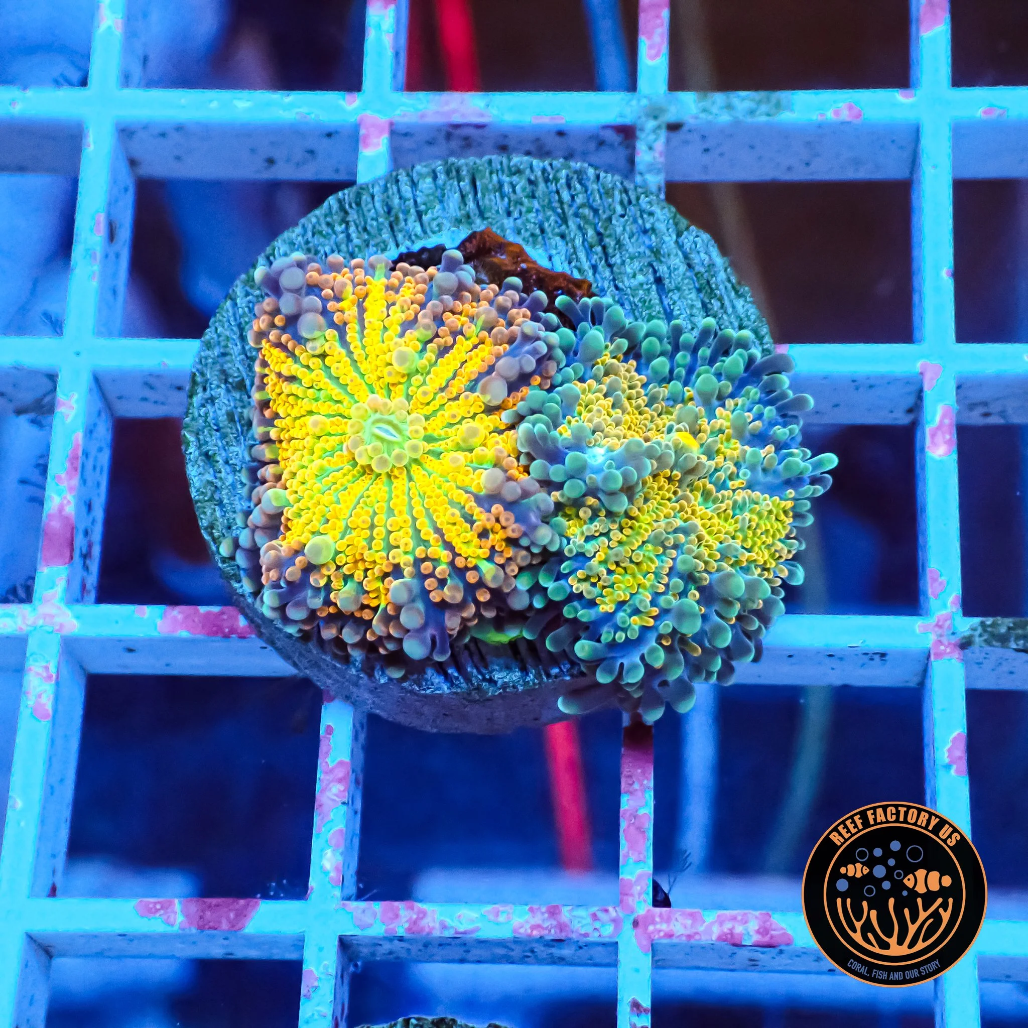 Rainbow Yuma Bounce Mushroom